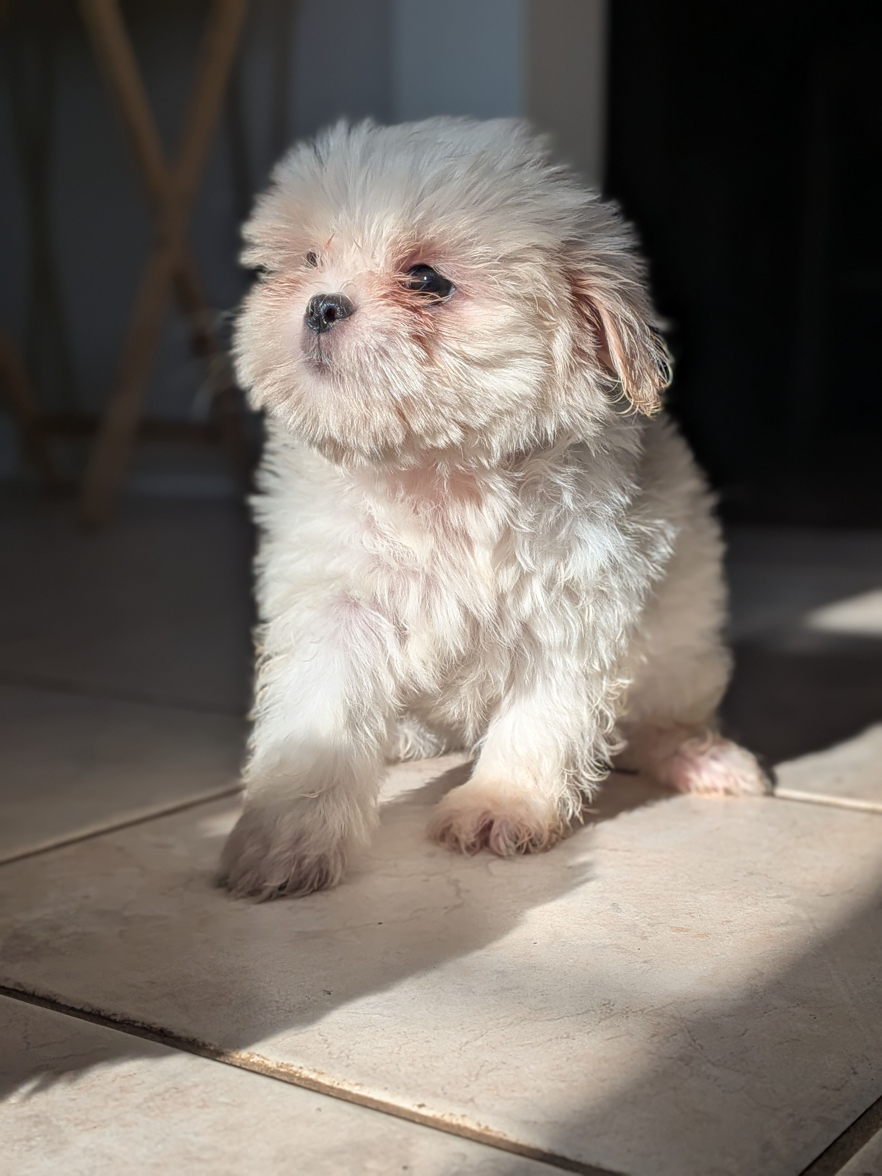 Georgia, a female Shih Tzu and Shichon for sale in Macon, GA – 3 of 4