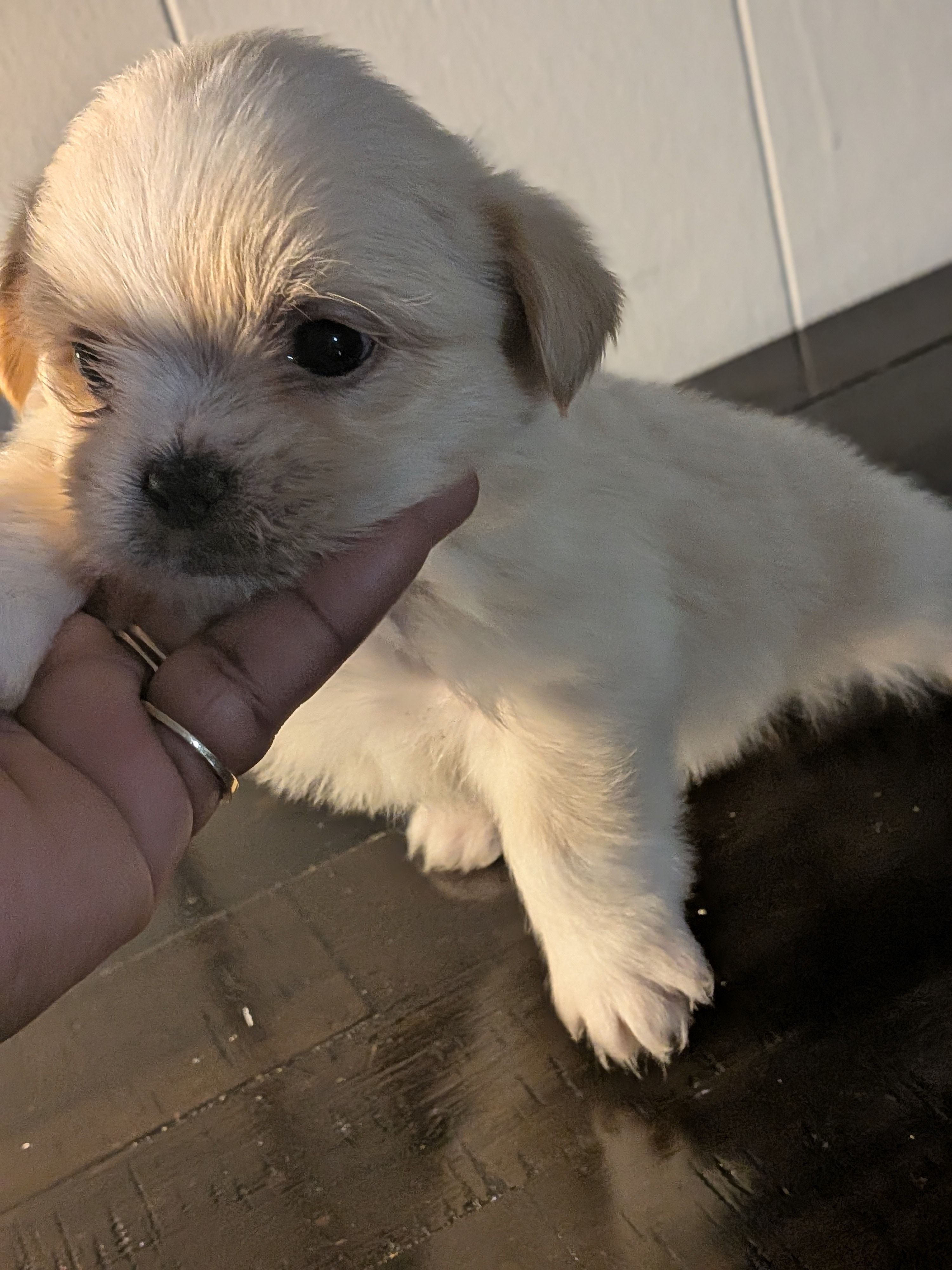 Moonpie, a male Shih Tzu and Shorkie for sale in Macon, GA – Photo 4 of 5