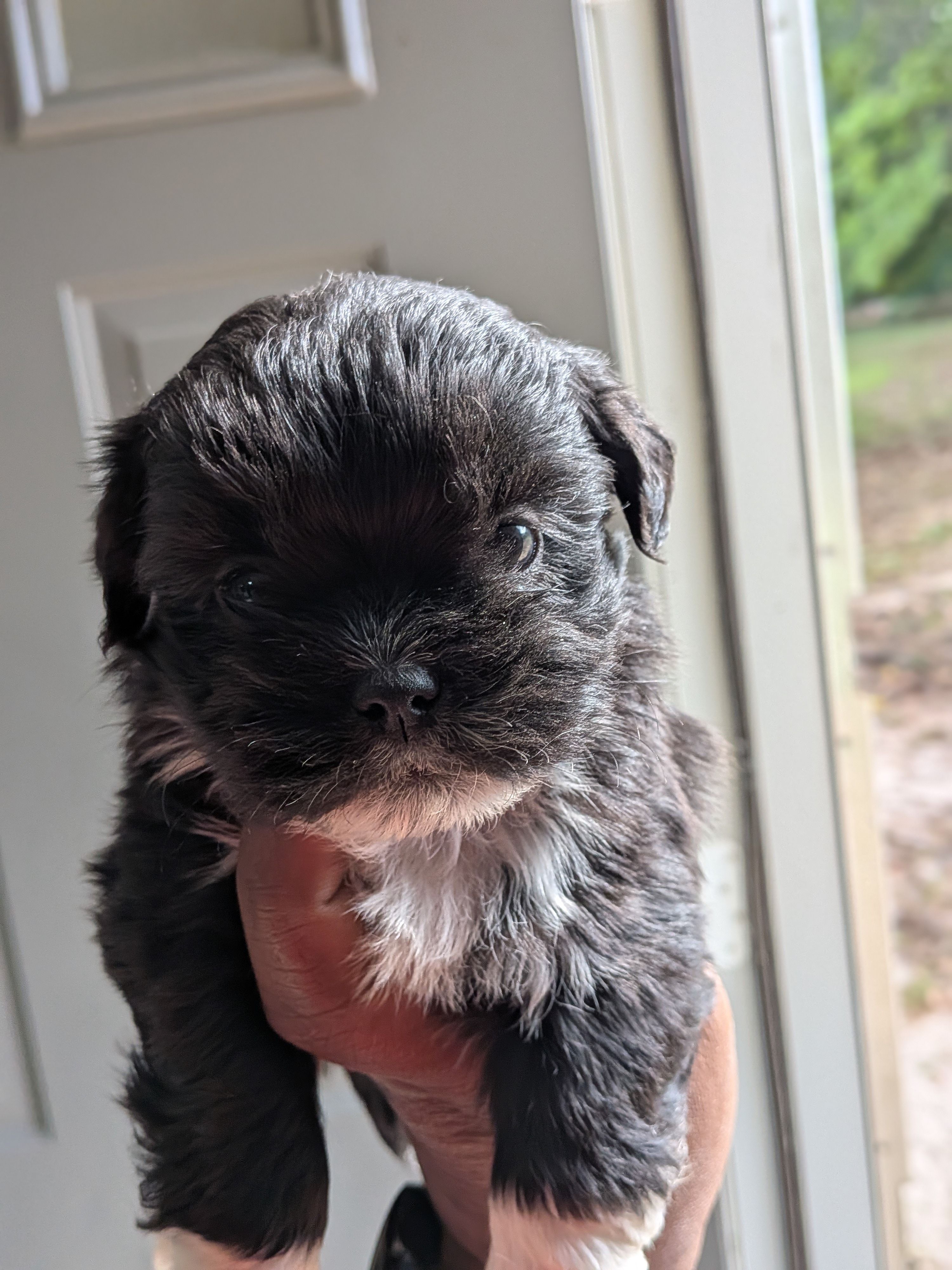 Seth, a male Shih Tzu and Shorkie for sale in Macon, GA – Photo 3 of 4