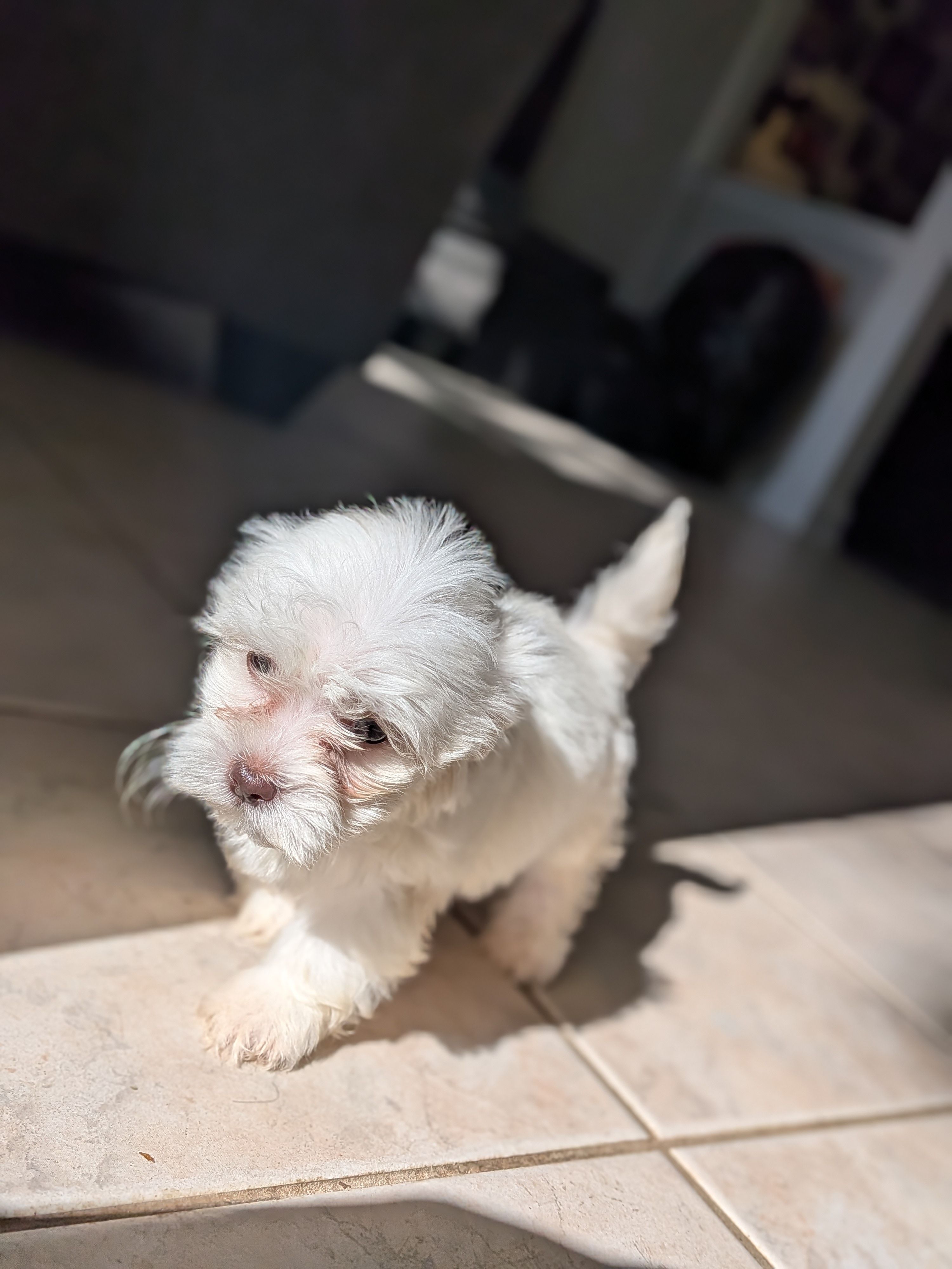 Rain, a female Shih Tzu and Shichon for sale in Macon, GA – Photo 7 of 10