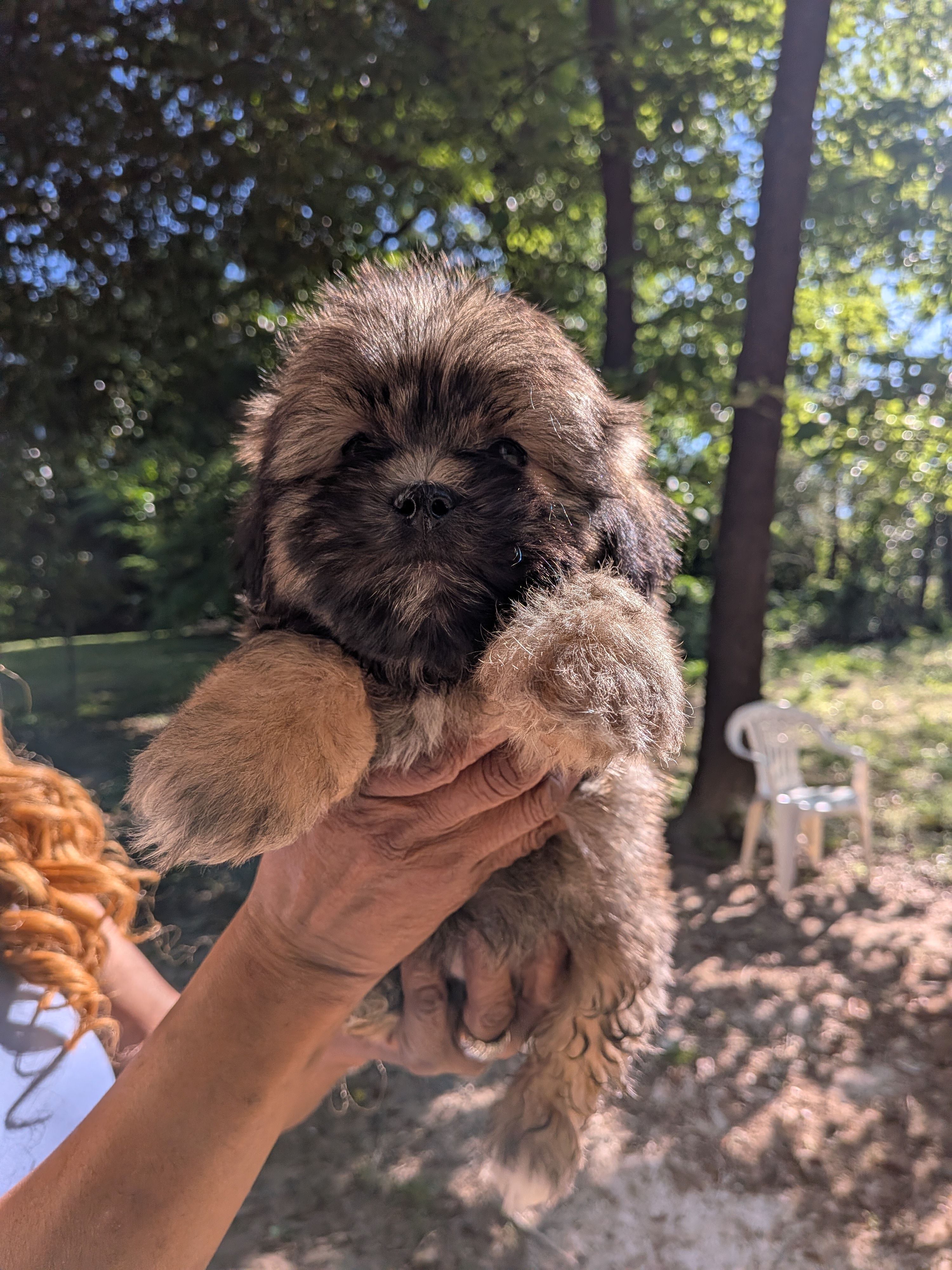 Bear 🐻, a male Shih Tzu and Shichon for sale in Macon, GA – Photo 5 of 10