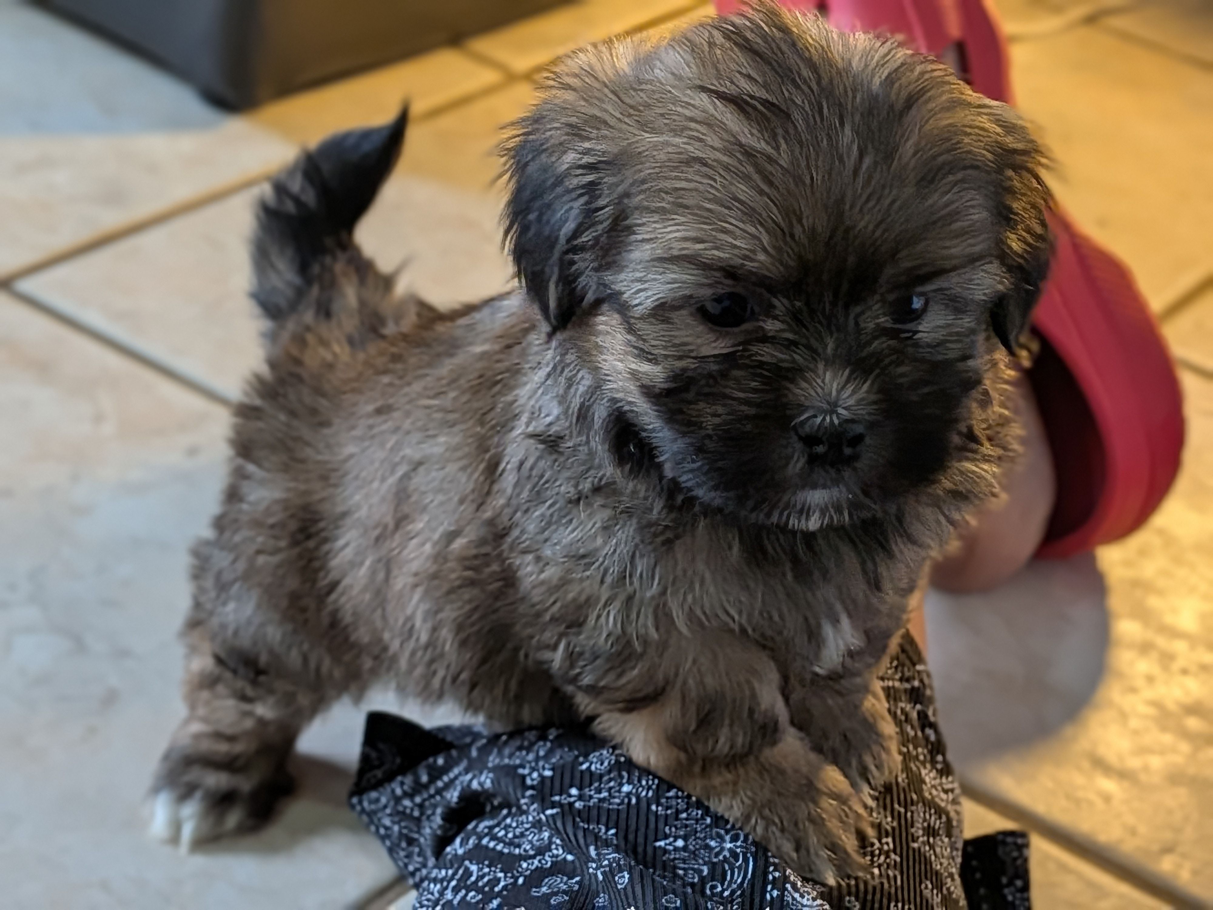 Bear 🐻, a male Shih Tzu and Shichon for sale in Macon, GA – Photo 4 of 10