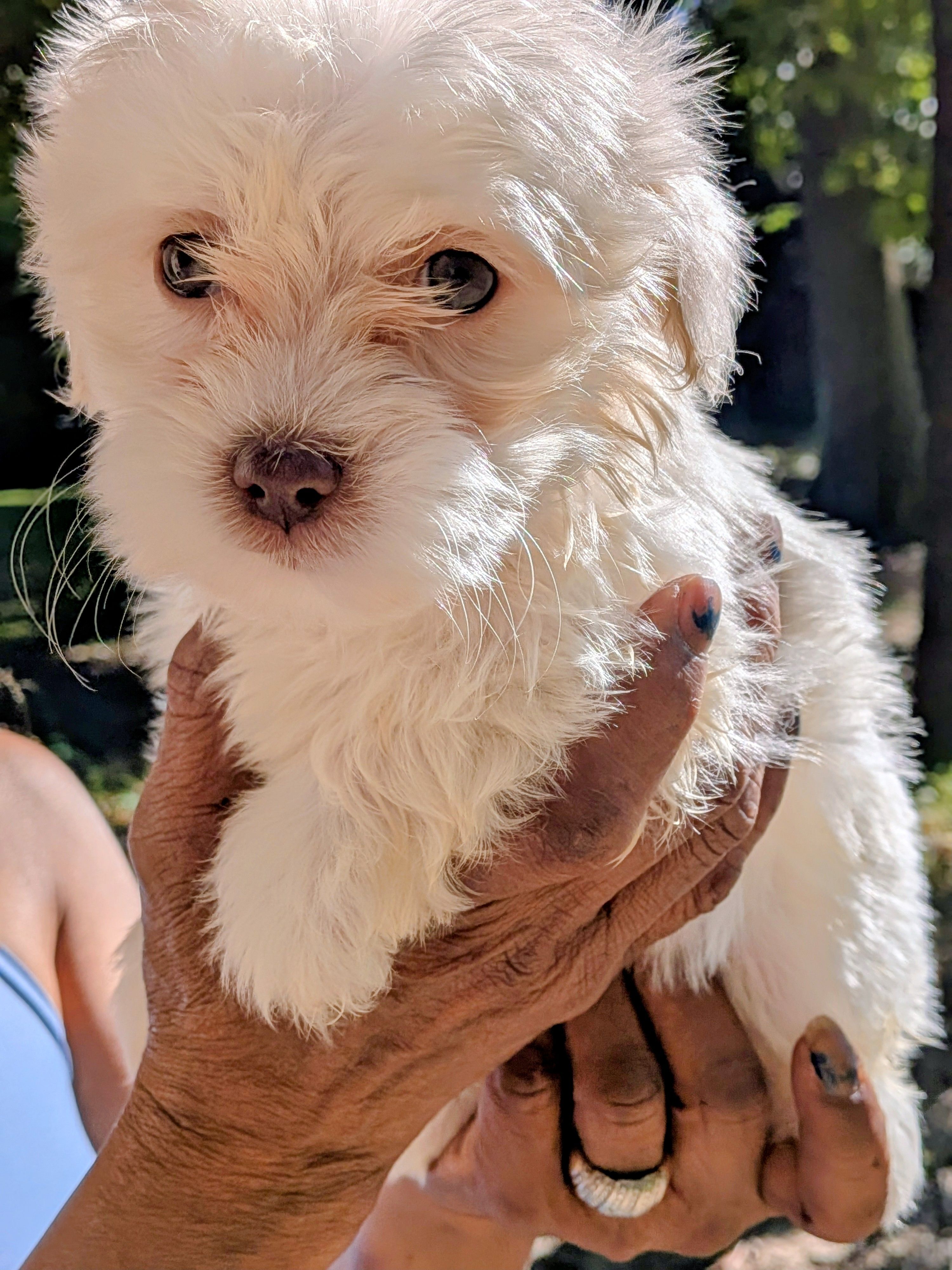 Rain, a female Shih Tzu and Shichon for sale in Macon, GA – Photo 2 of 10