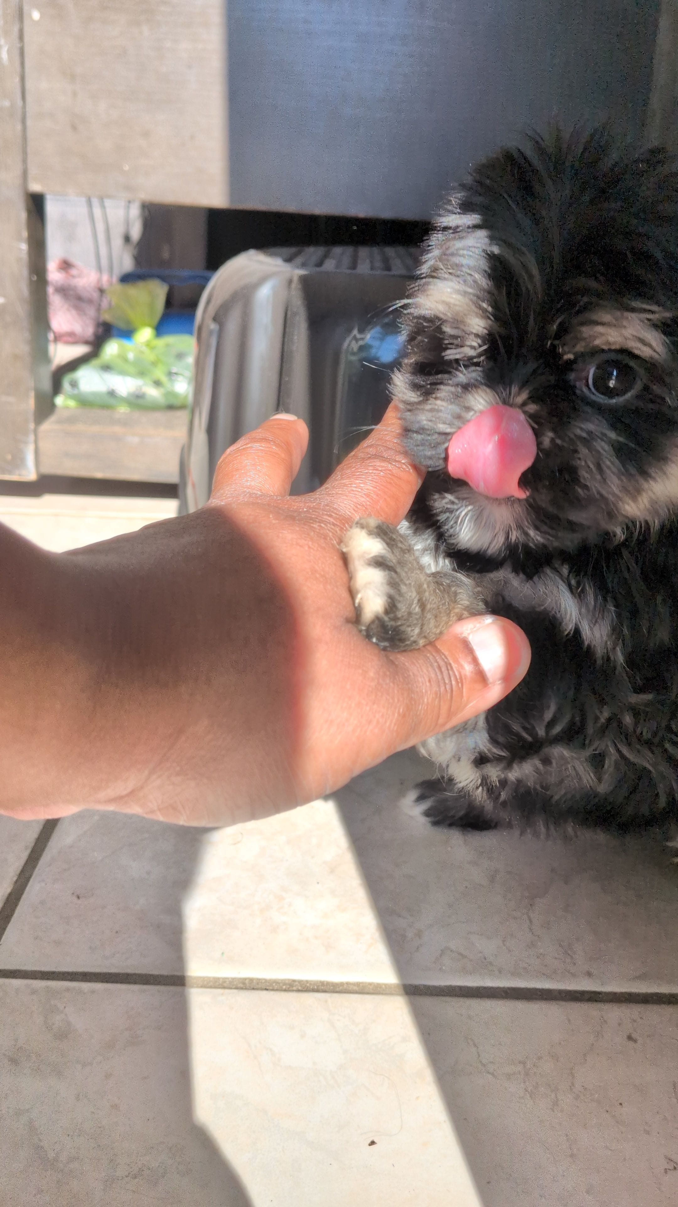 Root, a male Shih Tzu and Shichon for sale in Macon, GA – Photo 3 of 7