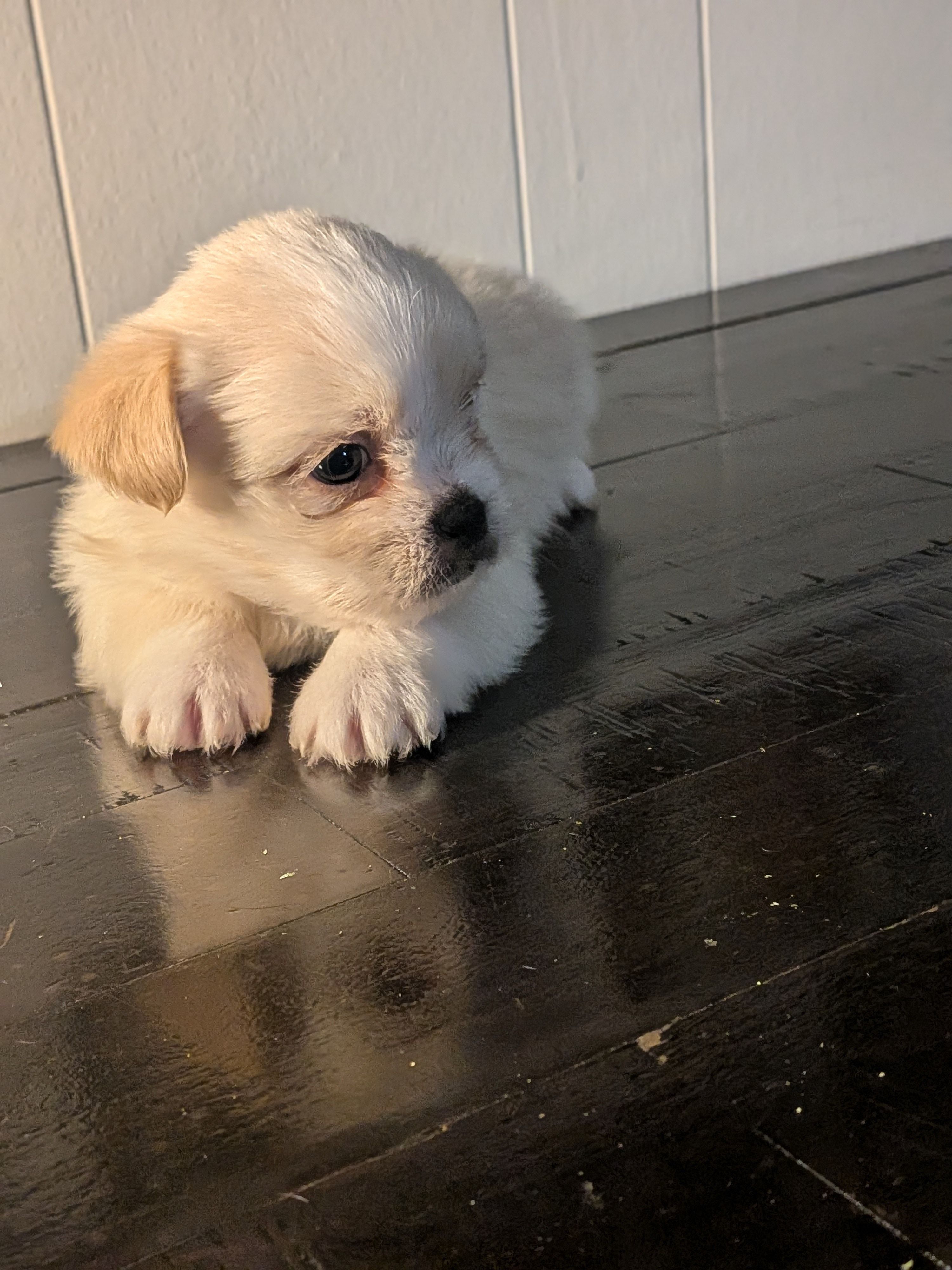 Moonpie, a male Shih Tzu and Shorkie for sale in Macon, GA – Photo 3 of 5