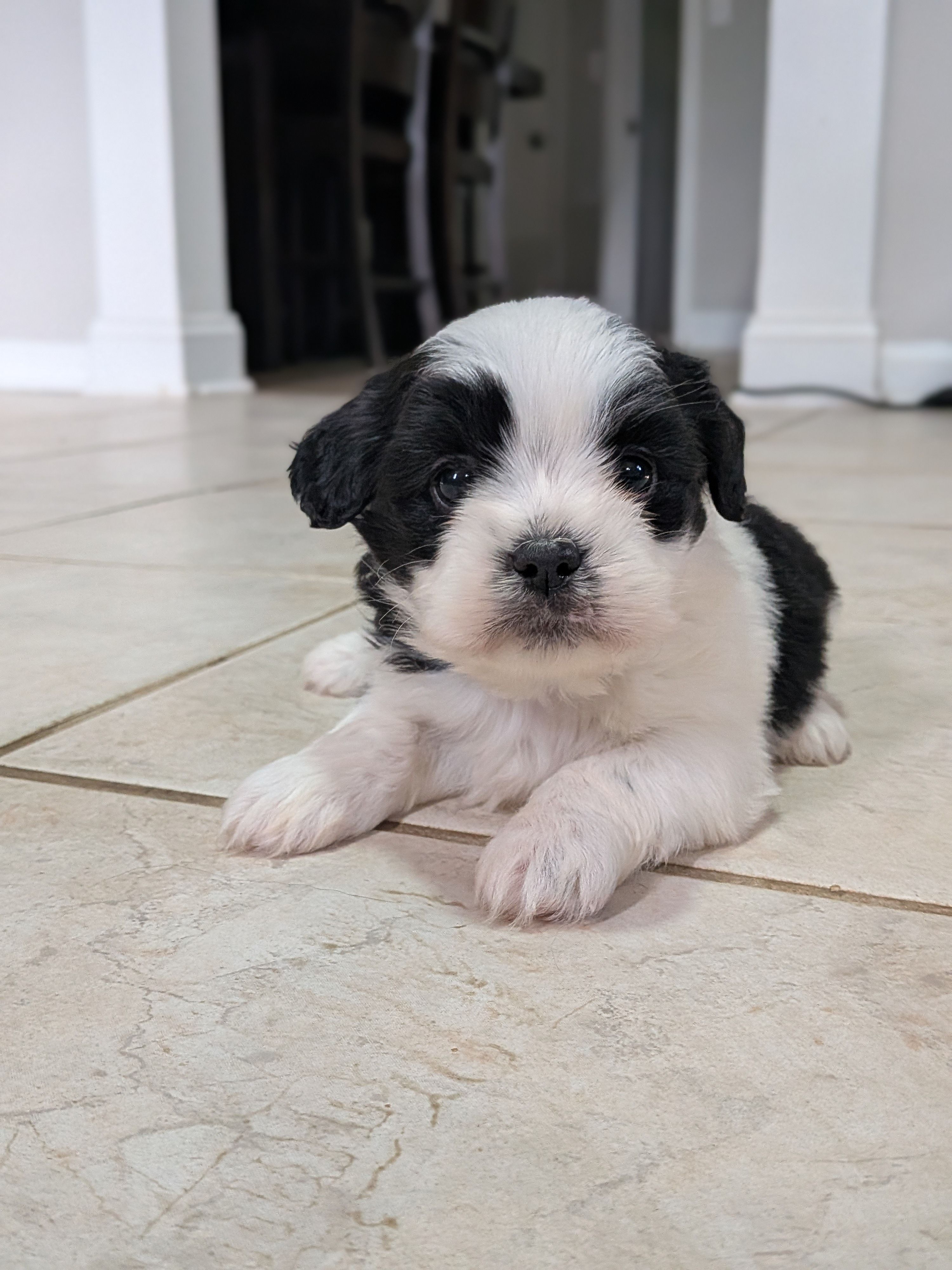 Mr. T, a male Shih Tzu and Shorkie for sale in Macon, GA – Photo 2 of 3