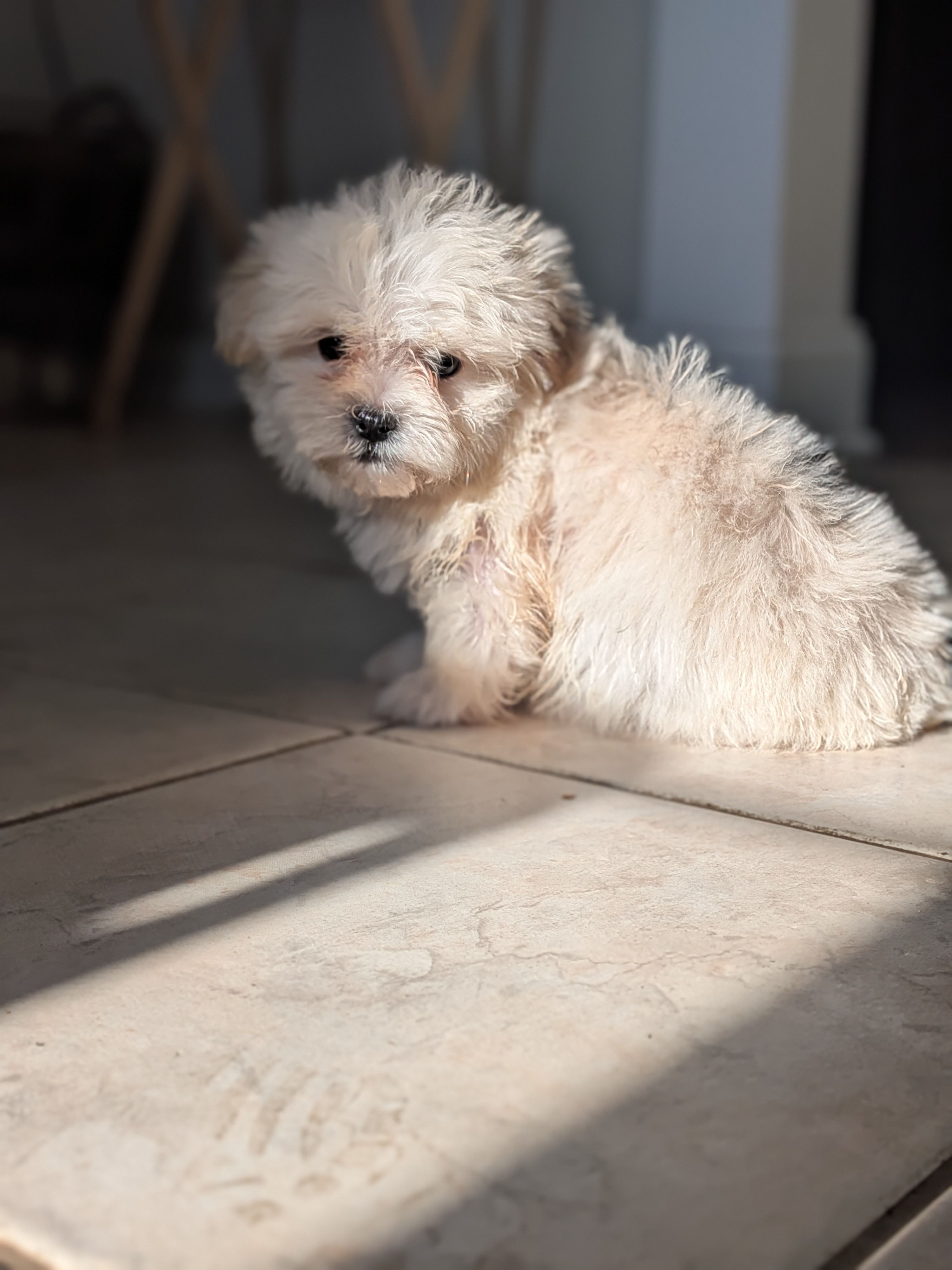 Georgia, a female Shih Tzu and Shichon for sale in Macon, GA – 4 of 4