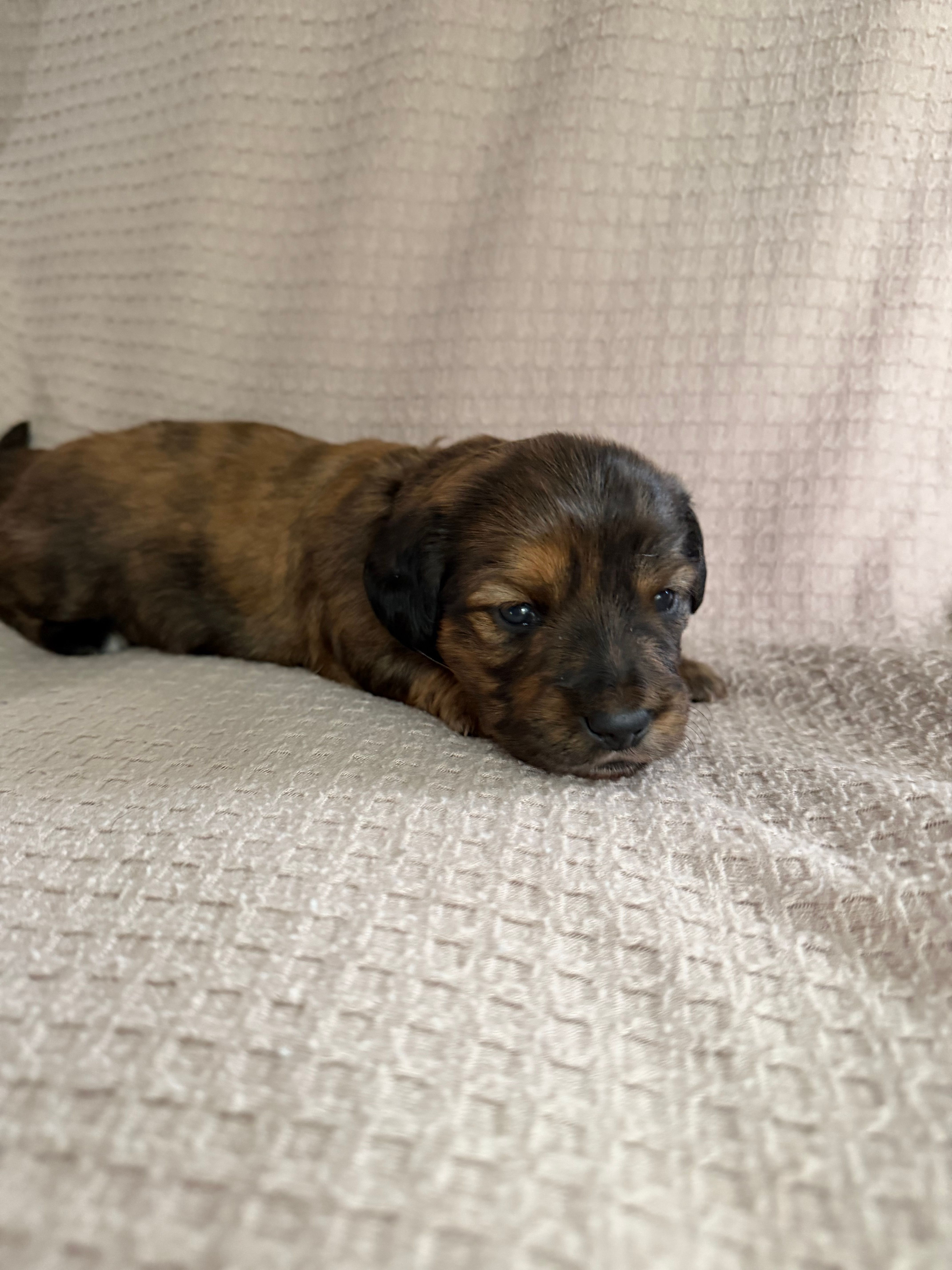 Girl 3 Pink collared puppy  – Dachshund puppy for sale in Grand Valley, PA
