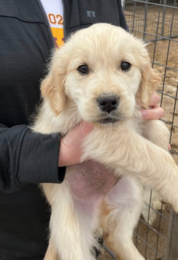 mike – Golden Retriever puppy for sale in Donnellson, IA