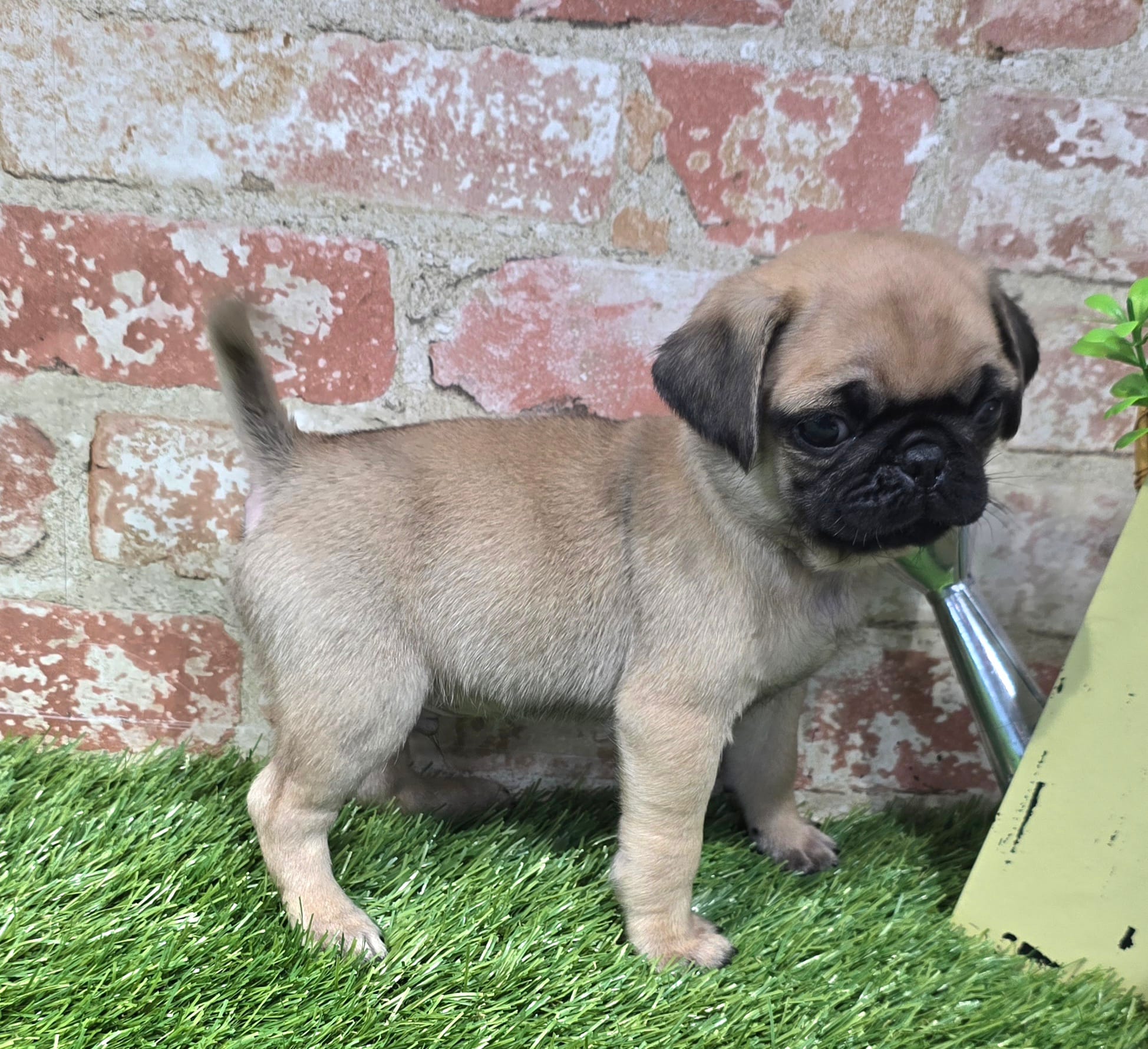 botsy – Pug puppy for sale in Donnellson, IA