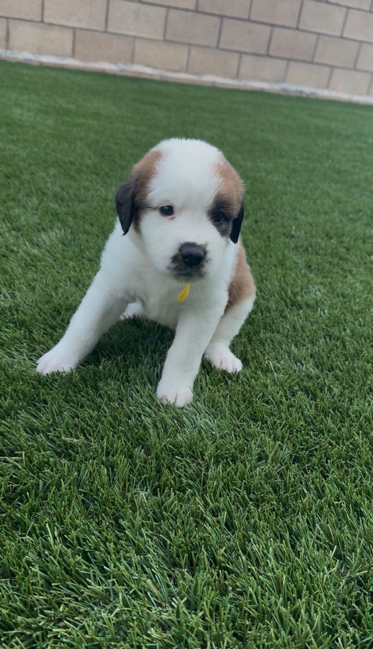 Yellow Collar – Saint Bernard, Saint Berdoodle puppy for sale in Menifee, CA