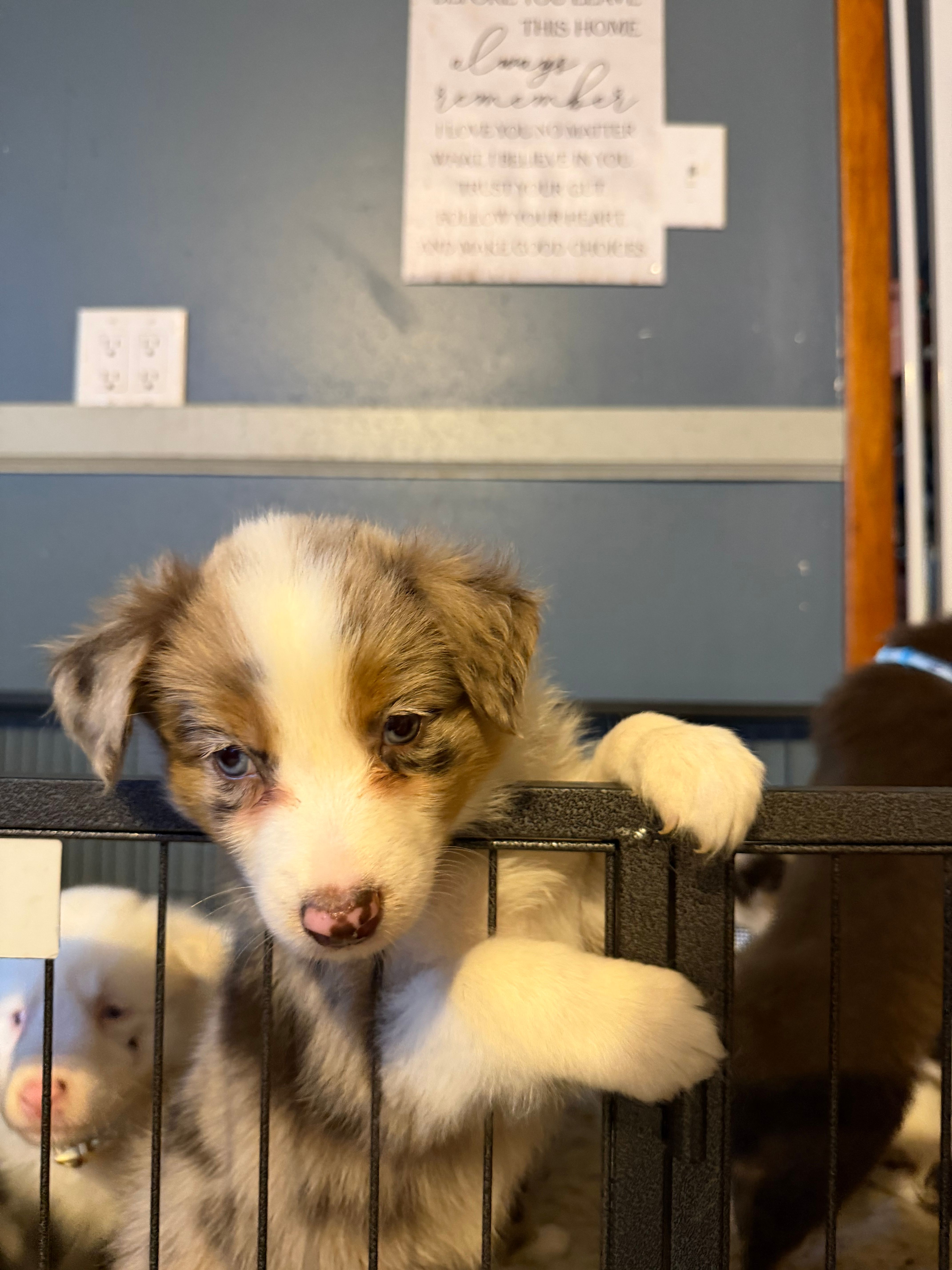 Chanel – Australian Shepherd puppy for sale in Bellefontaine, OH