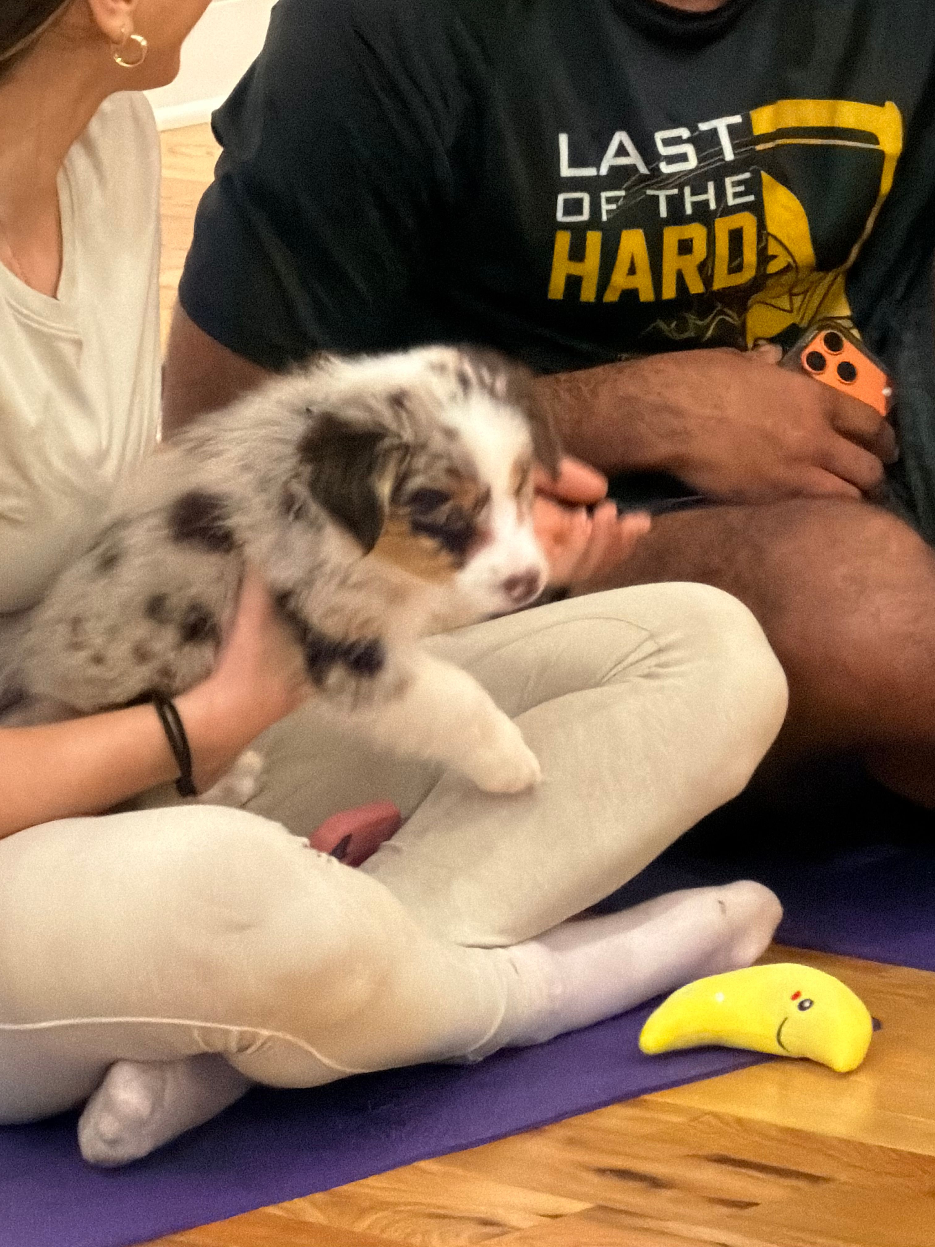 Prada – Australian Shepherd puppy for sale in Bellefontaine, OH