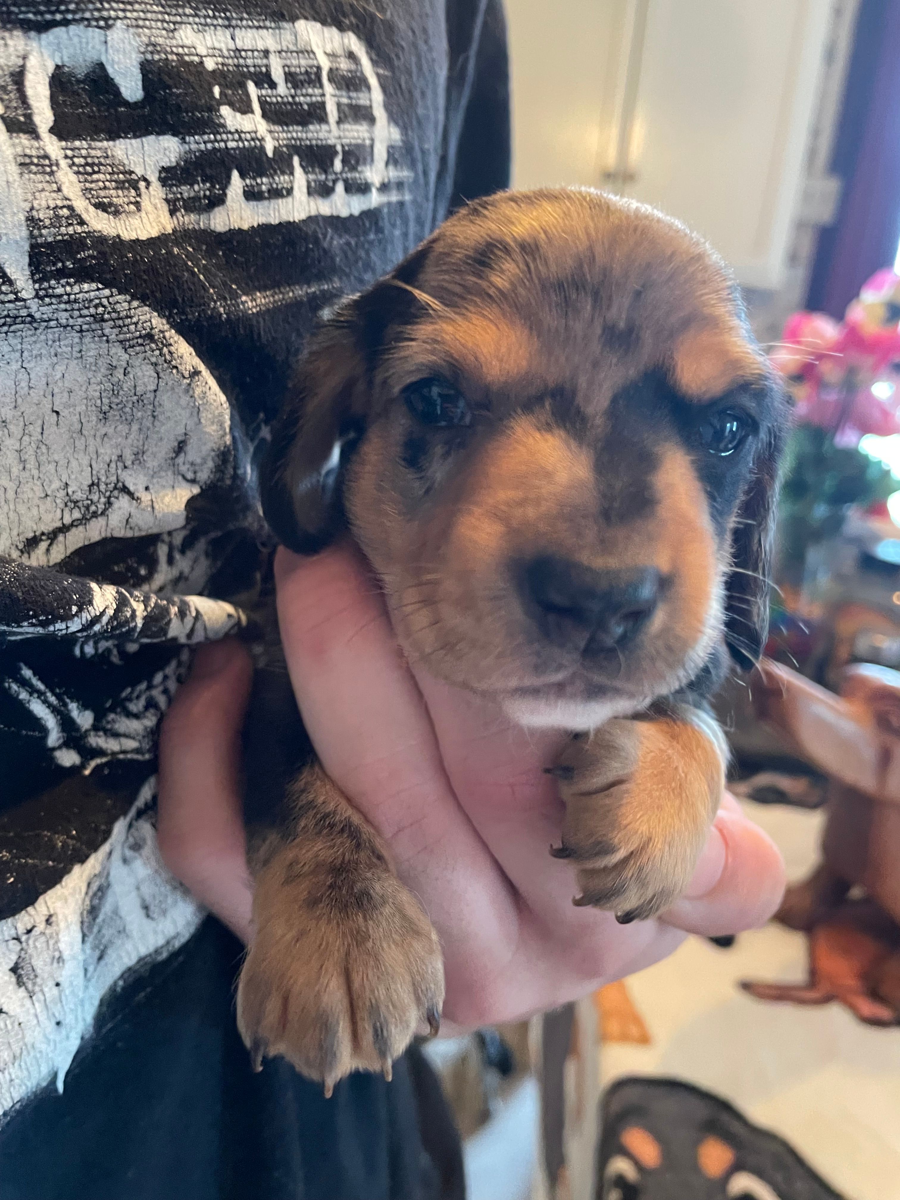Pudding – Dachshund puppy for sale in Monona, IA