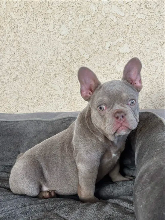Milan – French Bulldog puppy for sale in Los Angeles, CA