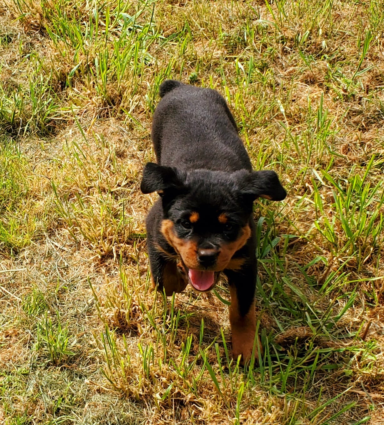Lt Blue boy – Rottweiler puppy for sale in Spanaway, WA