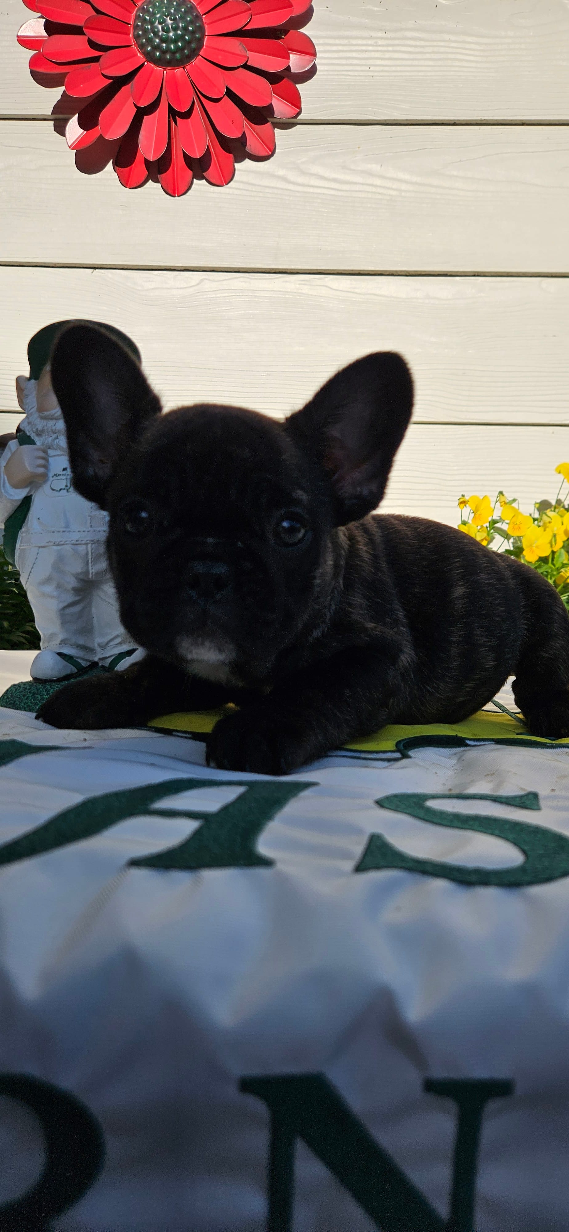 Jisoo – French Bulldog puppy for sale in Evans, GA
