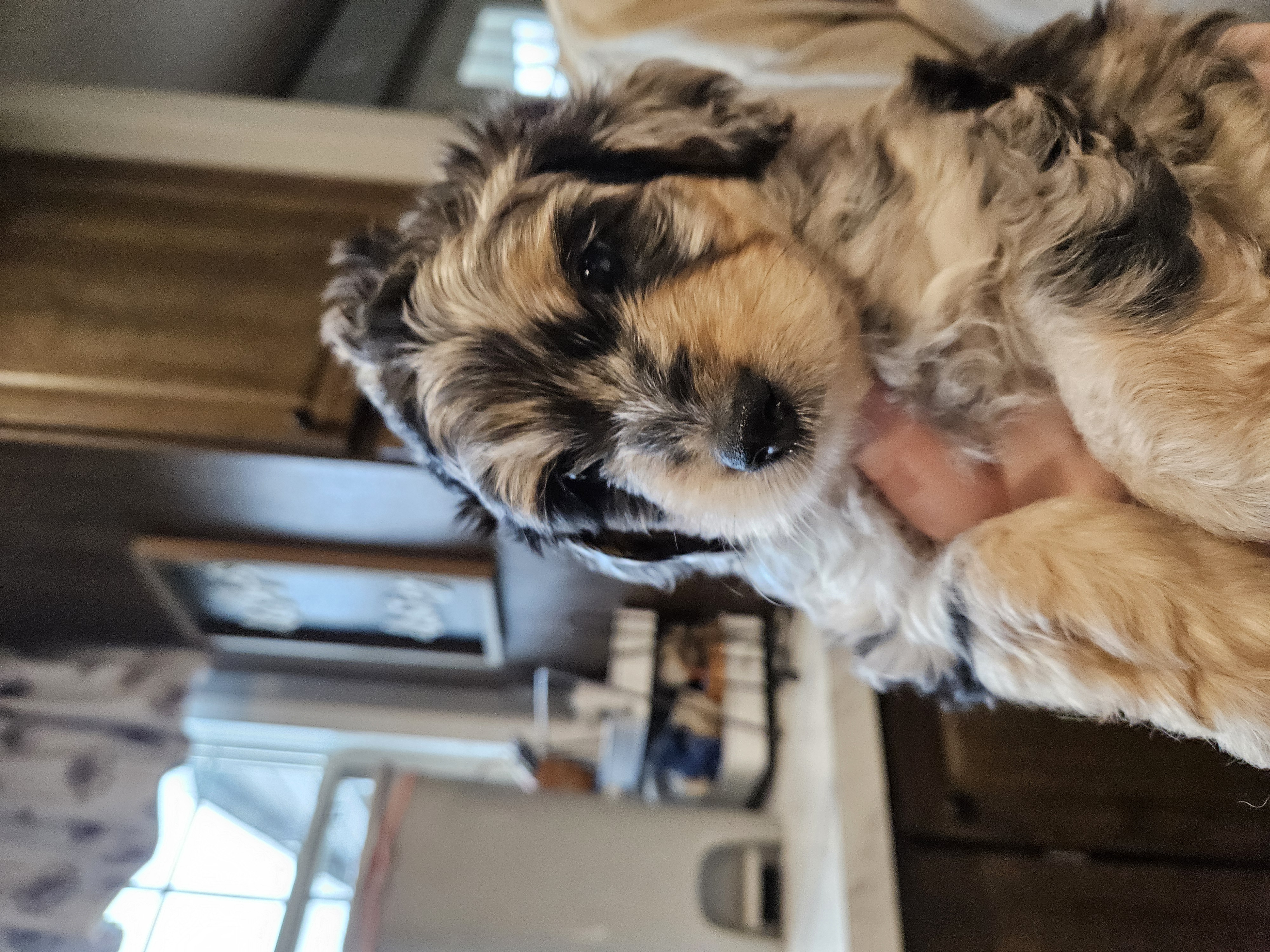 BUMBLEBEE  – Aussiedoodle puppy for sale in Maryville, TN