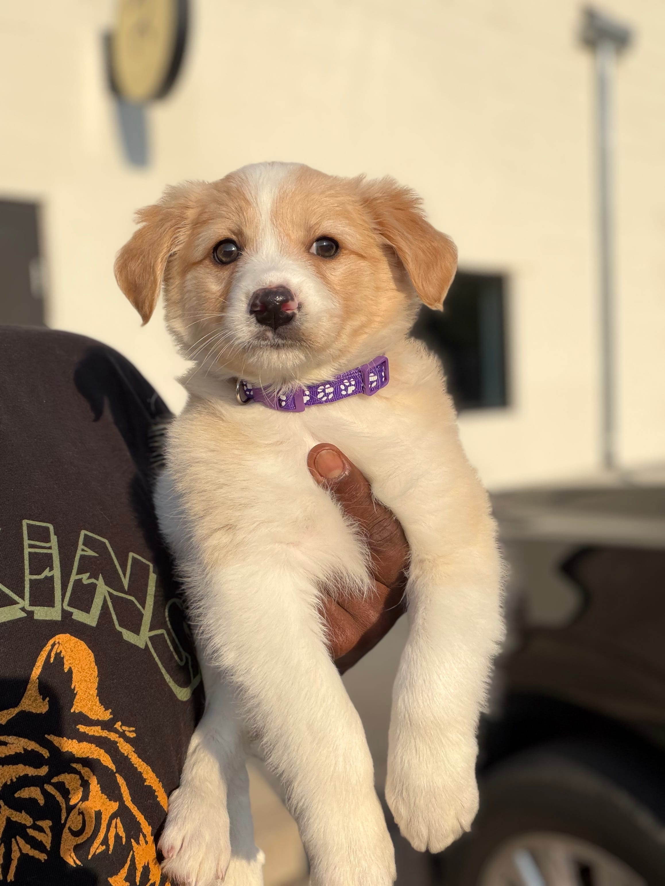 Rome – Australian Shepherd puppy for sale in Redford Township, MI