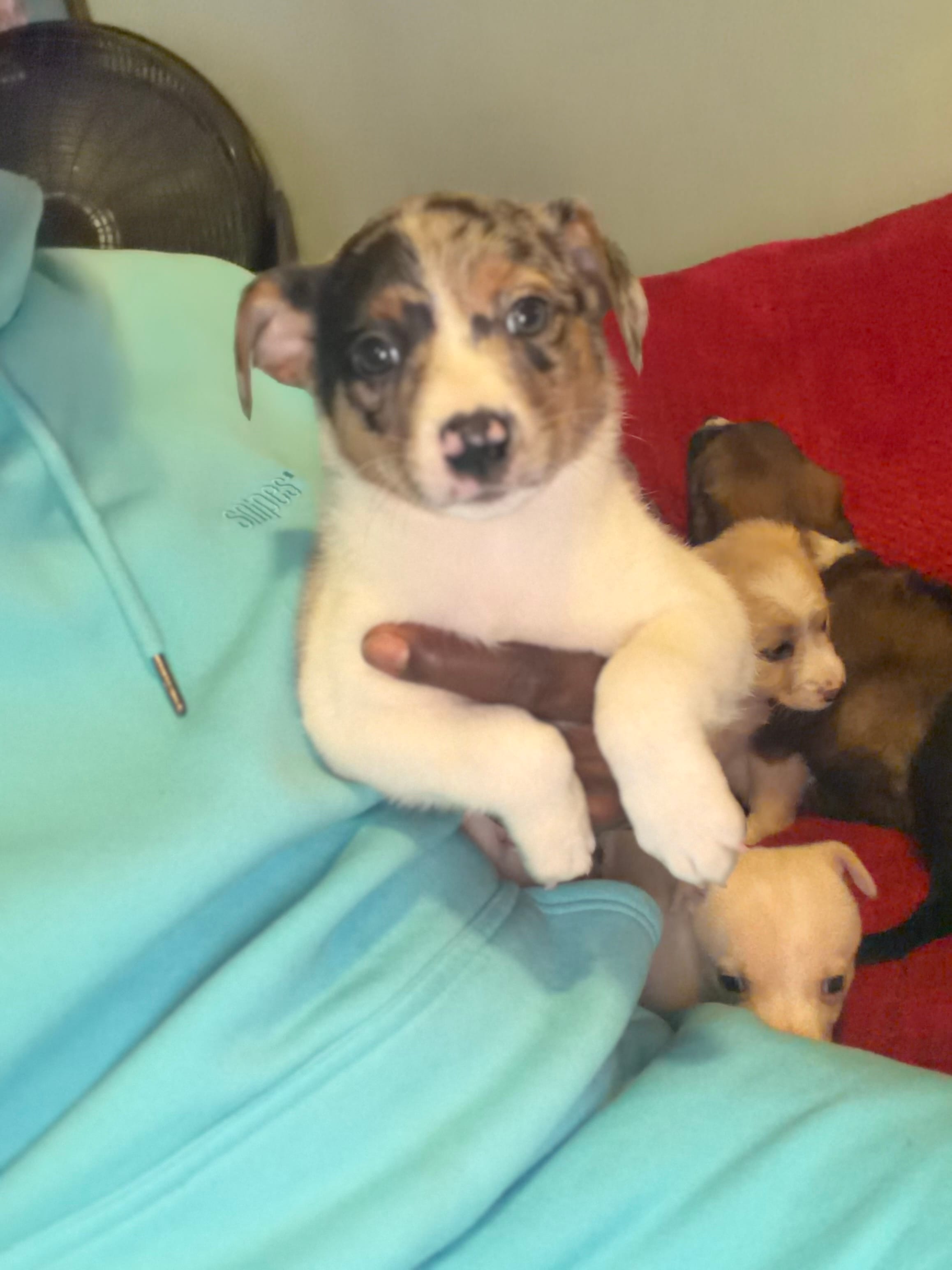 Maple – Australian Shepherd puppy for sale in Redford Township, MI