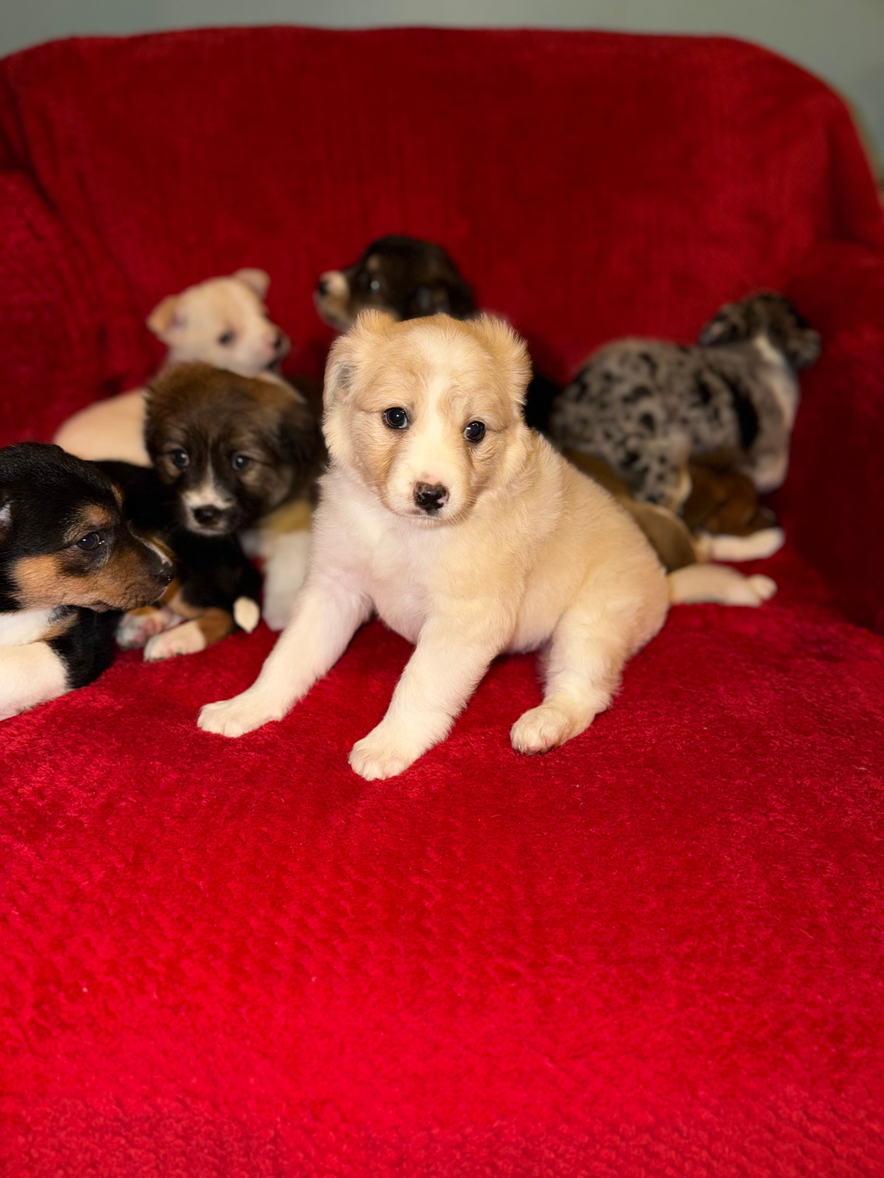 Maple, a female Australian Shepherd for sale in Redford Township, MI – 3 of 3