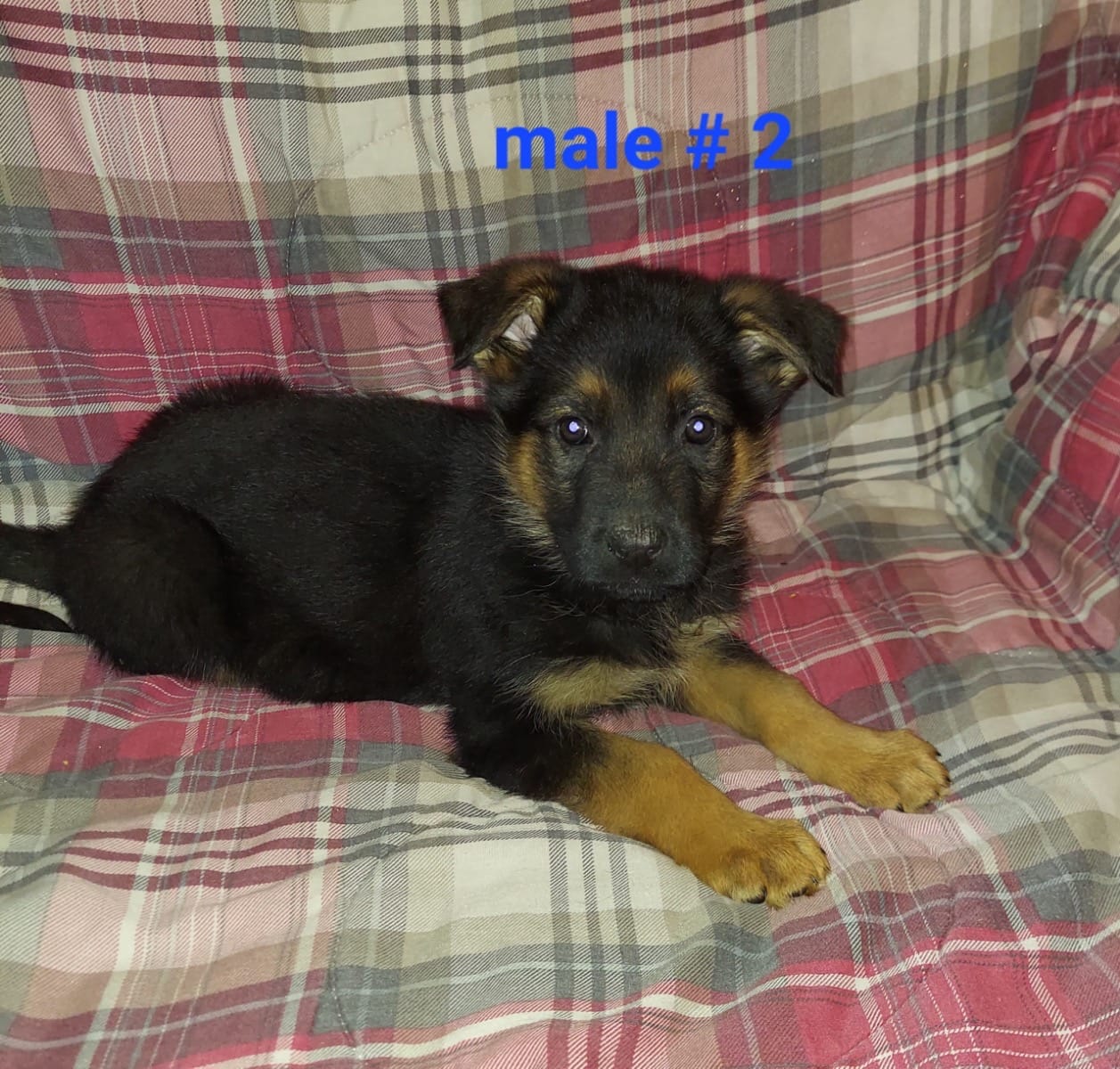 Major  – German Shepherd Dog puppy for sale in Redford Township, MI