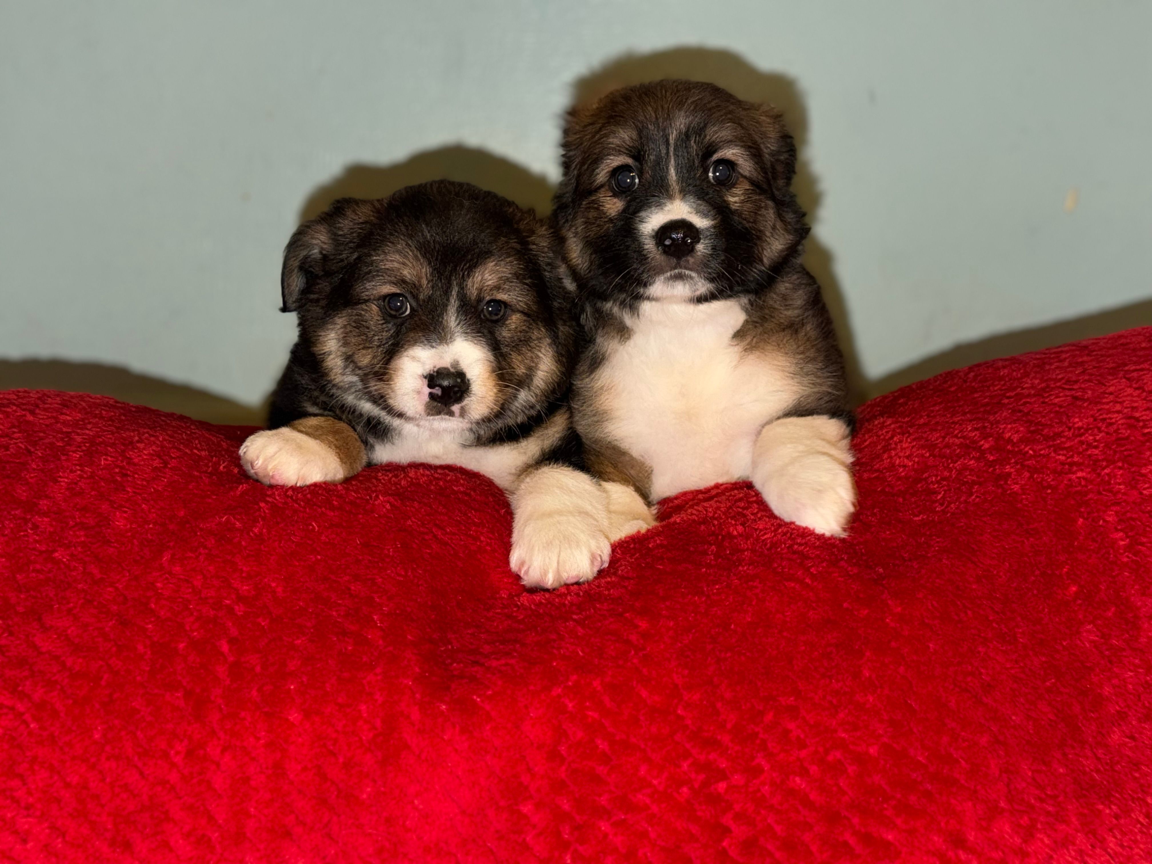 Maple, a female Australian Shepherd for sale in Redford Township, MI – 2 of 3