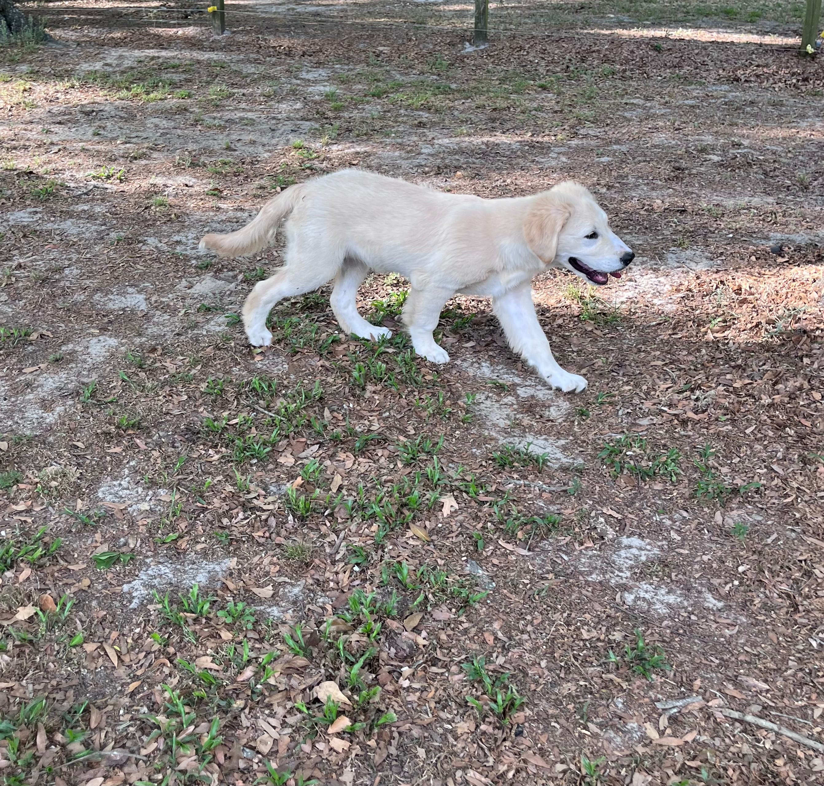 Rocky – Golden Retriever, Labrador Retriever puppy for sale in Live Oak, FL