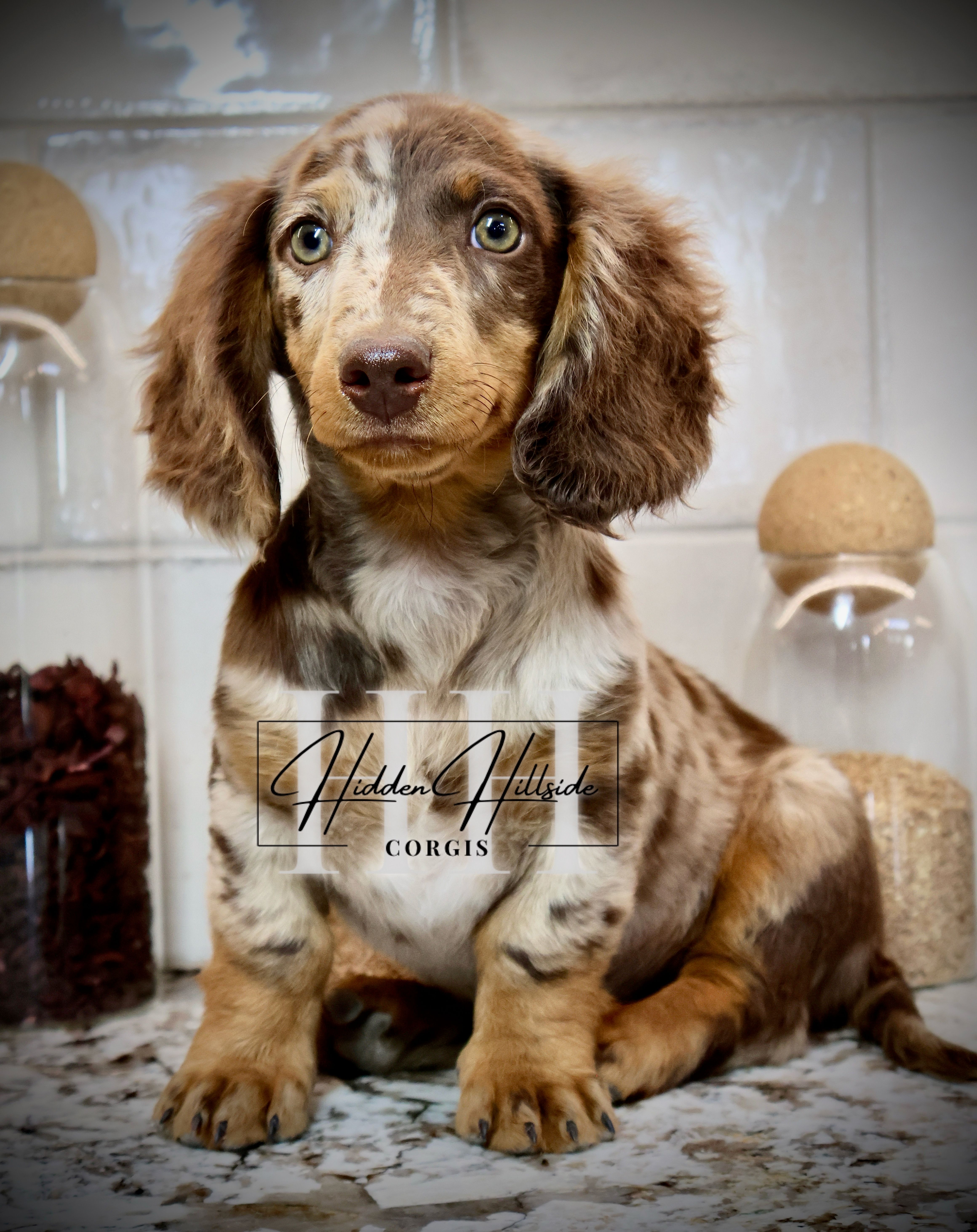 Chocolate Dapple LH Mini Boy (PET) - no breeding – Miniature Dachshund puppy for sale in Locust Grove, OK