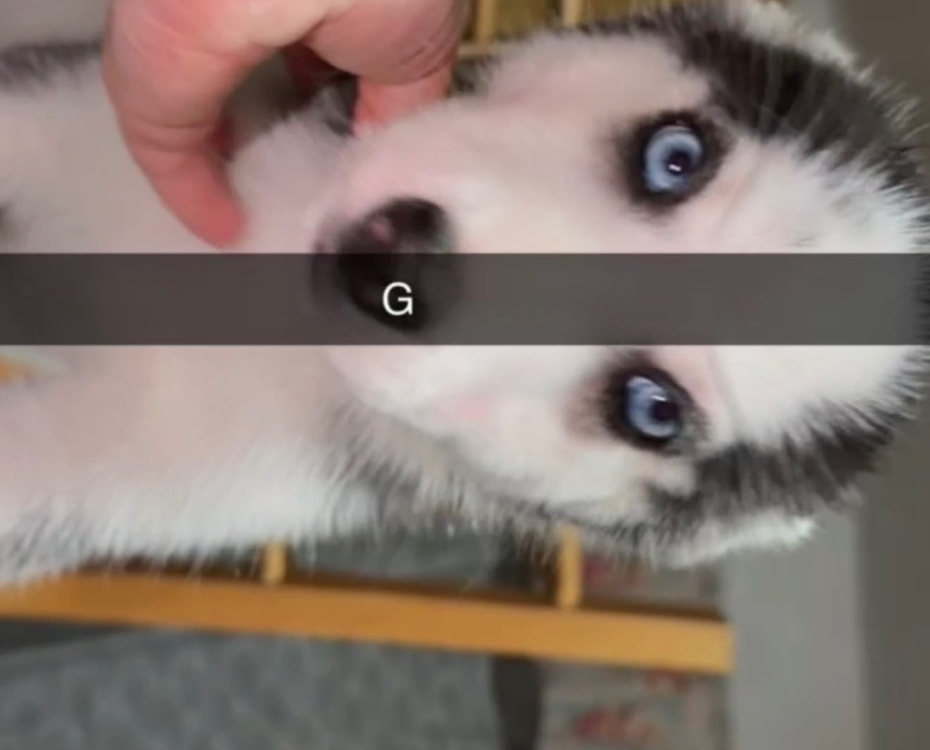 Sassy – Siberian Husky puppy for sale in Dartmouth, MA