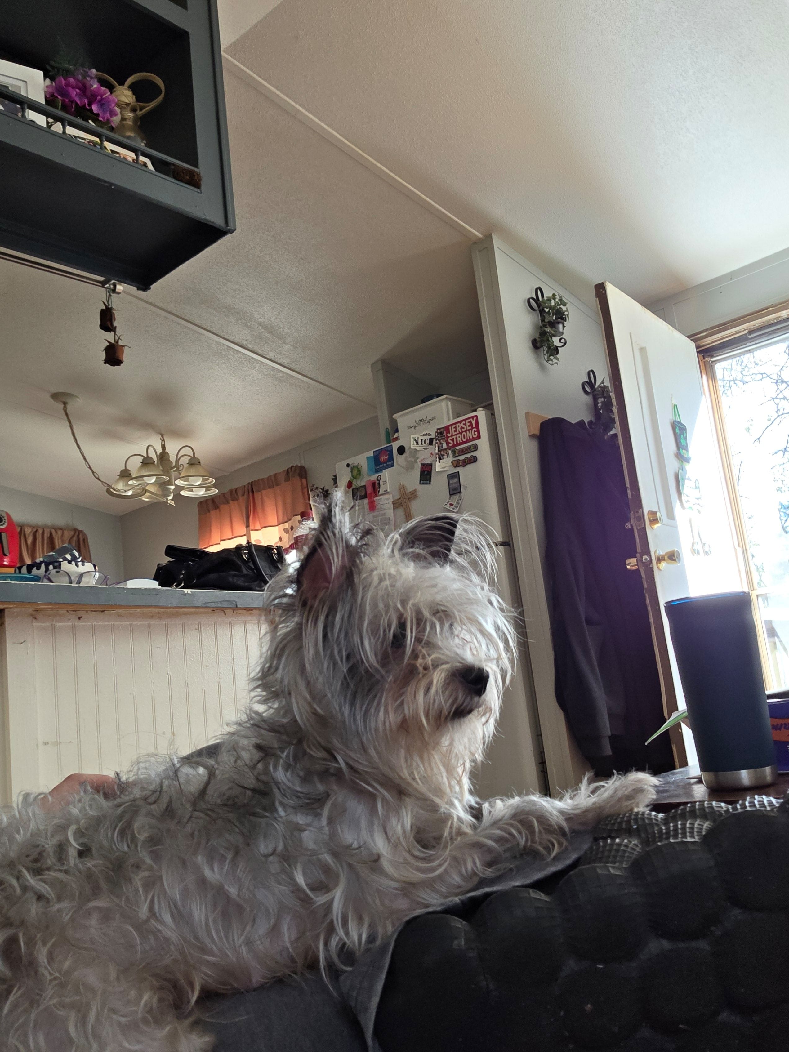 Bailey – Yorkshire Terrier puppy for sale in Winston-Salem, NC