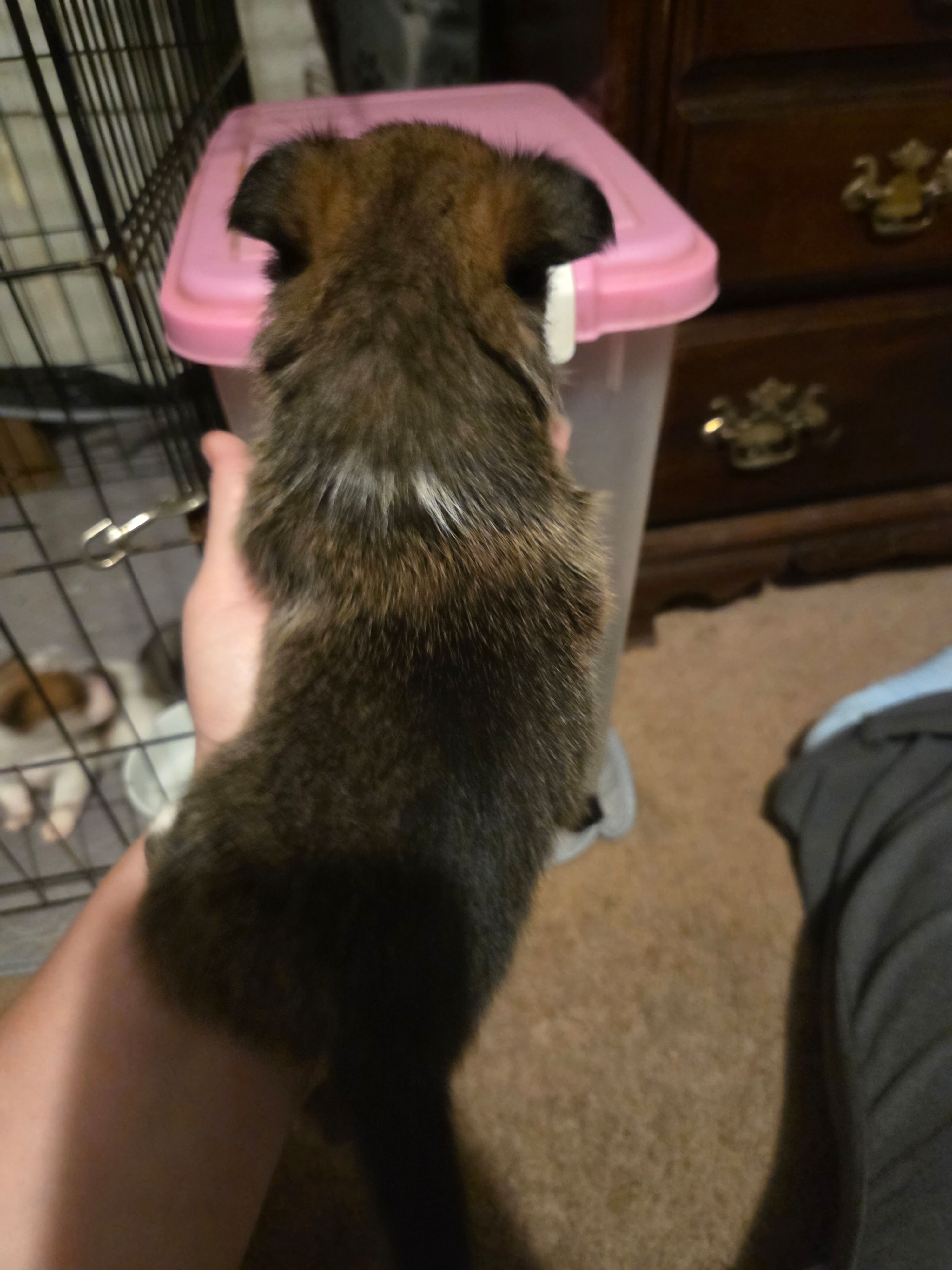 Girl, a female Pomeranian for sale in Winston-Salem, NC – Photo 3 of 3