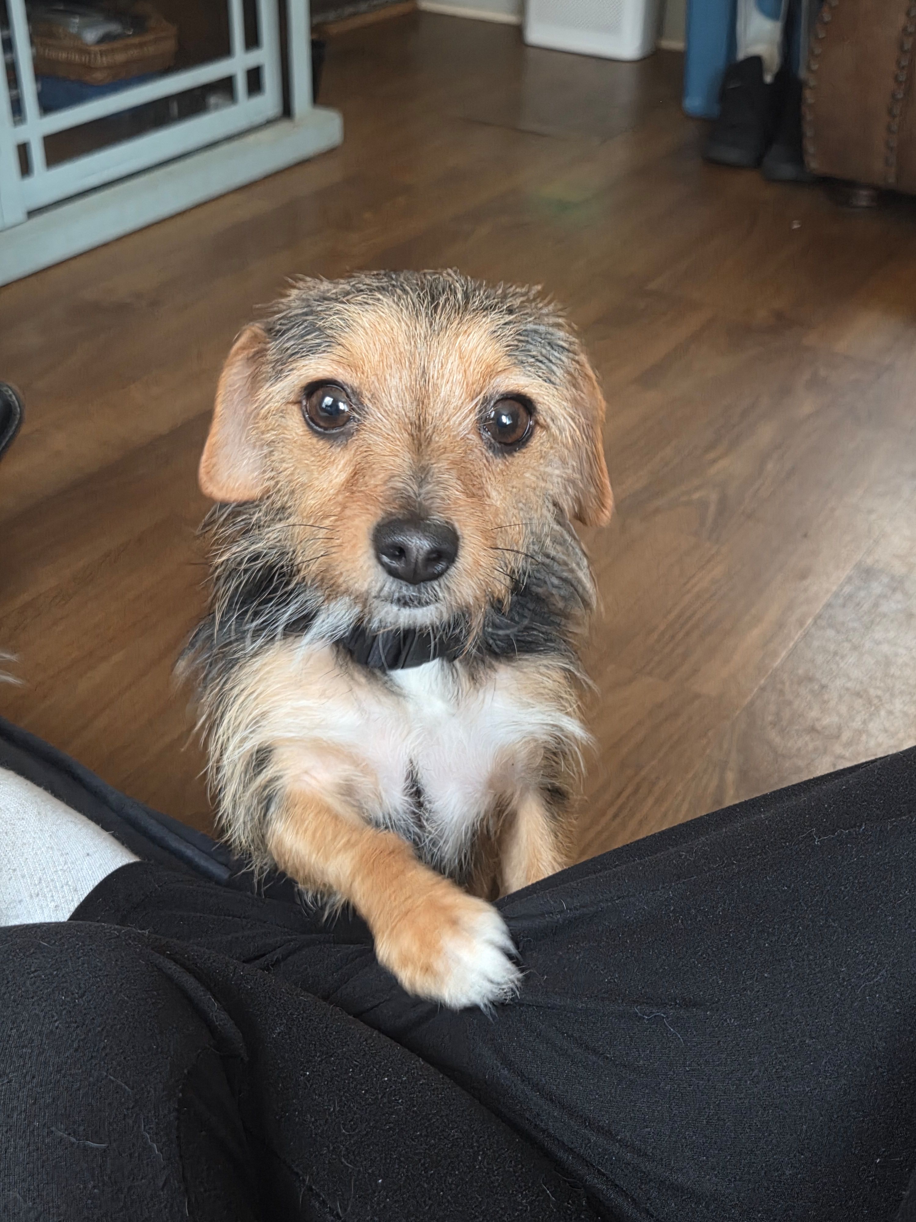 Lily – Yorkshire Terrier puppy for sale in Winston-Salem, NC