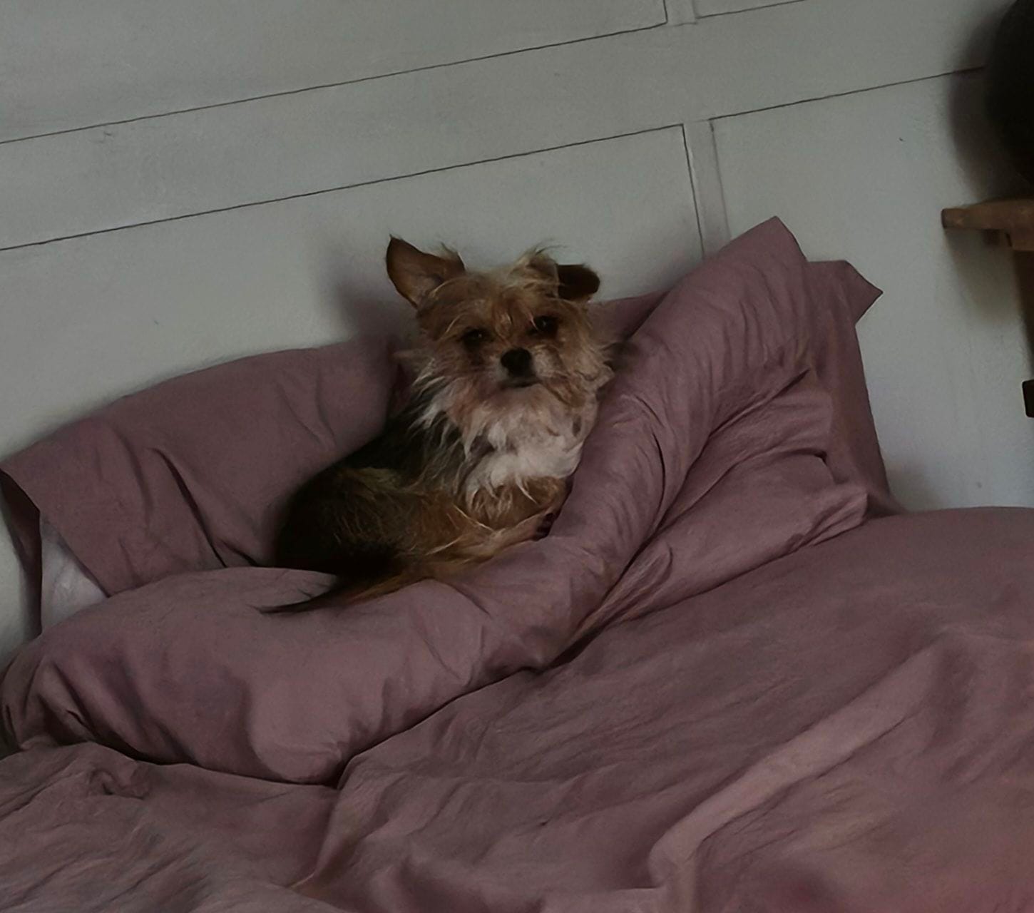 Bourbon – Morkie puppy for sale in Winston-Salem, NC