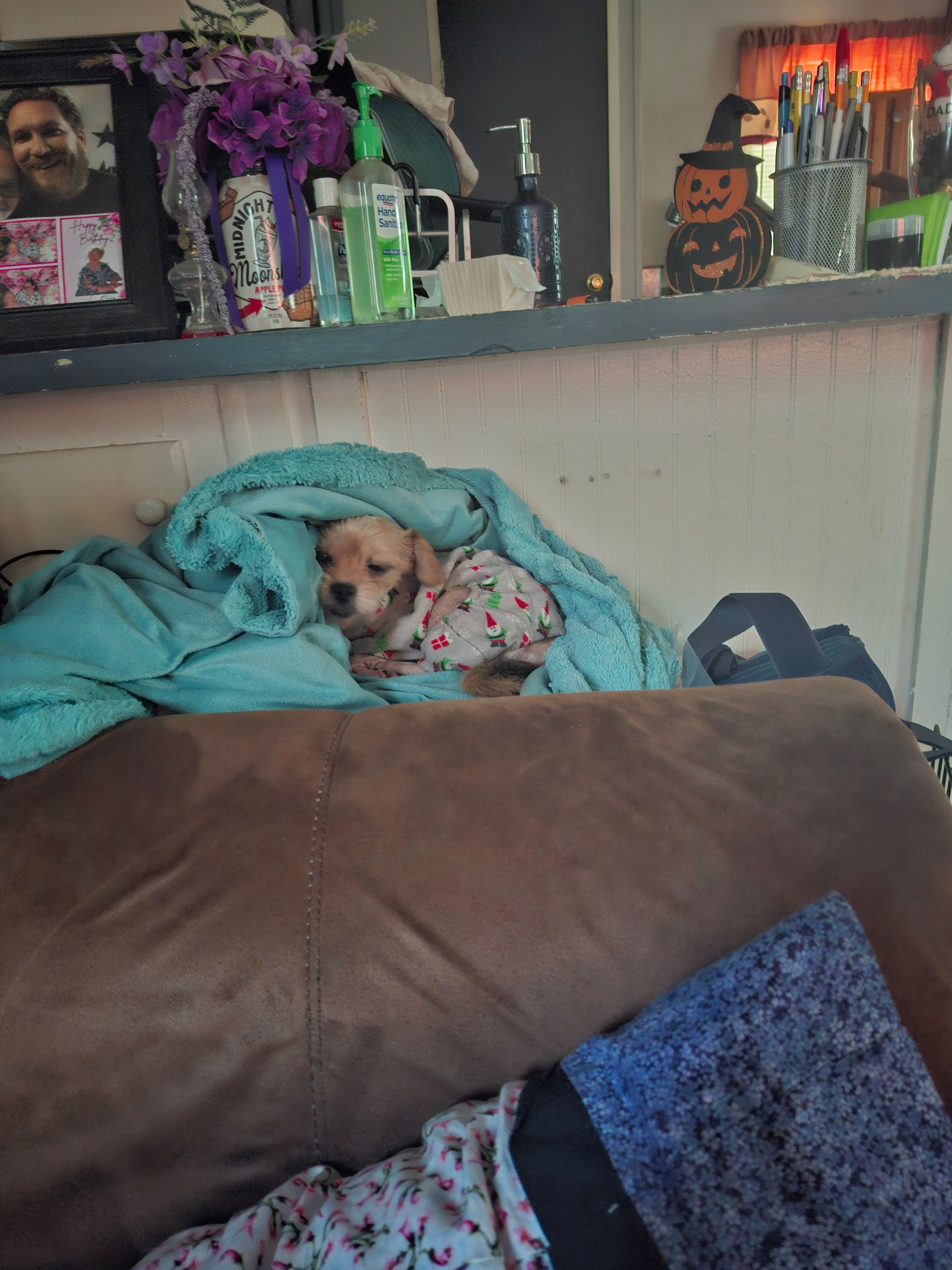 Bourbon, a male Morkie for sale in Winston-Salem, NC – Photo 2 of 2