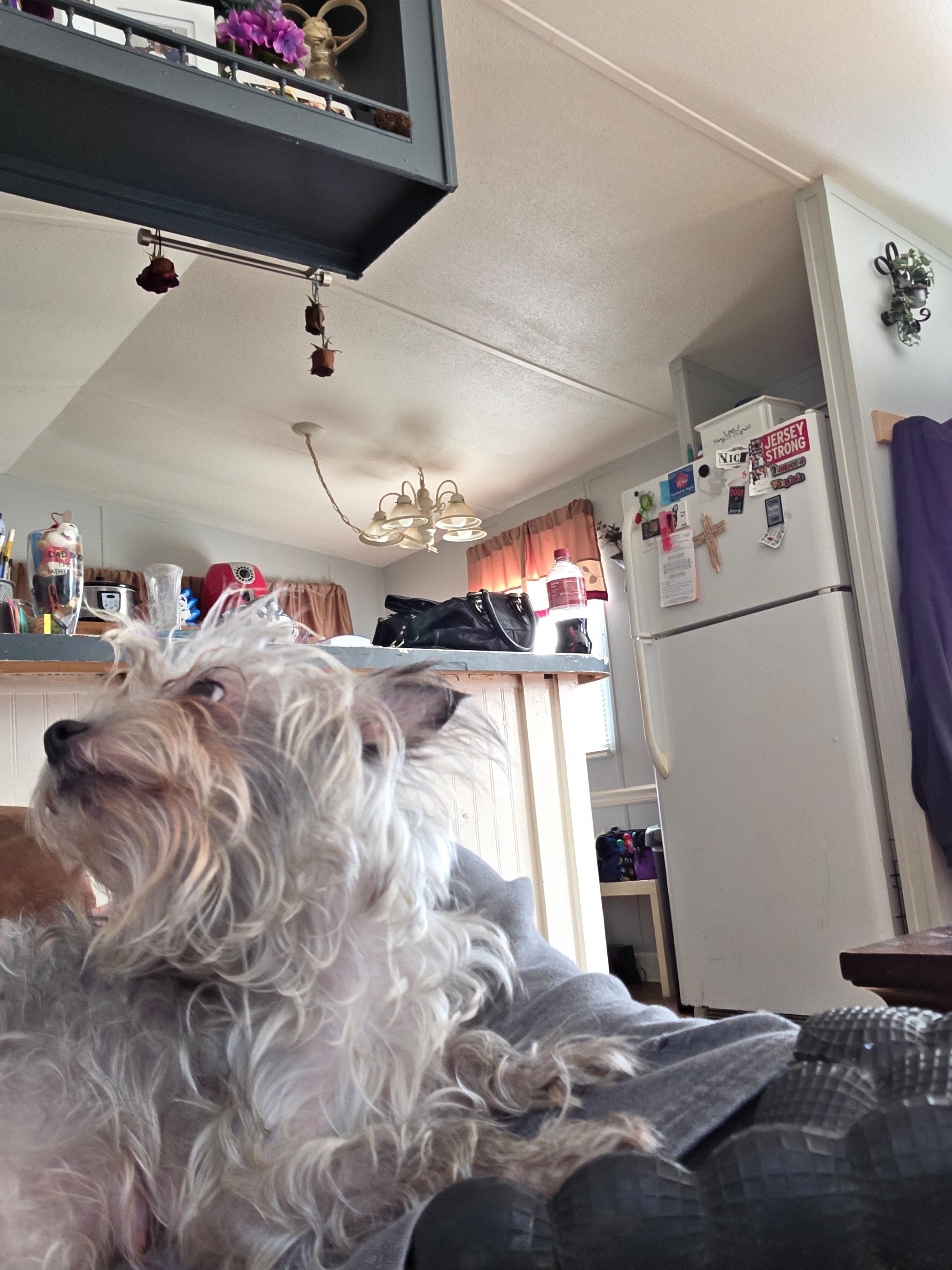 Bailey, a female Yorkshire Terrier for sale in Winston-Salem, NC – Photo 2 of 3