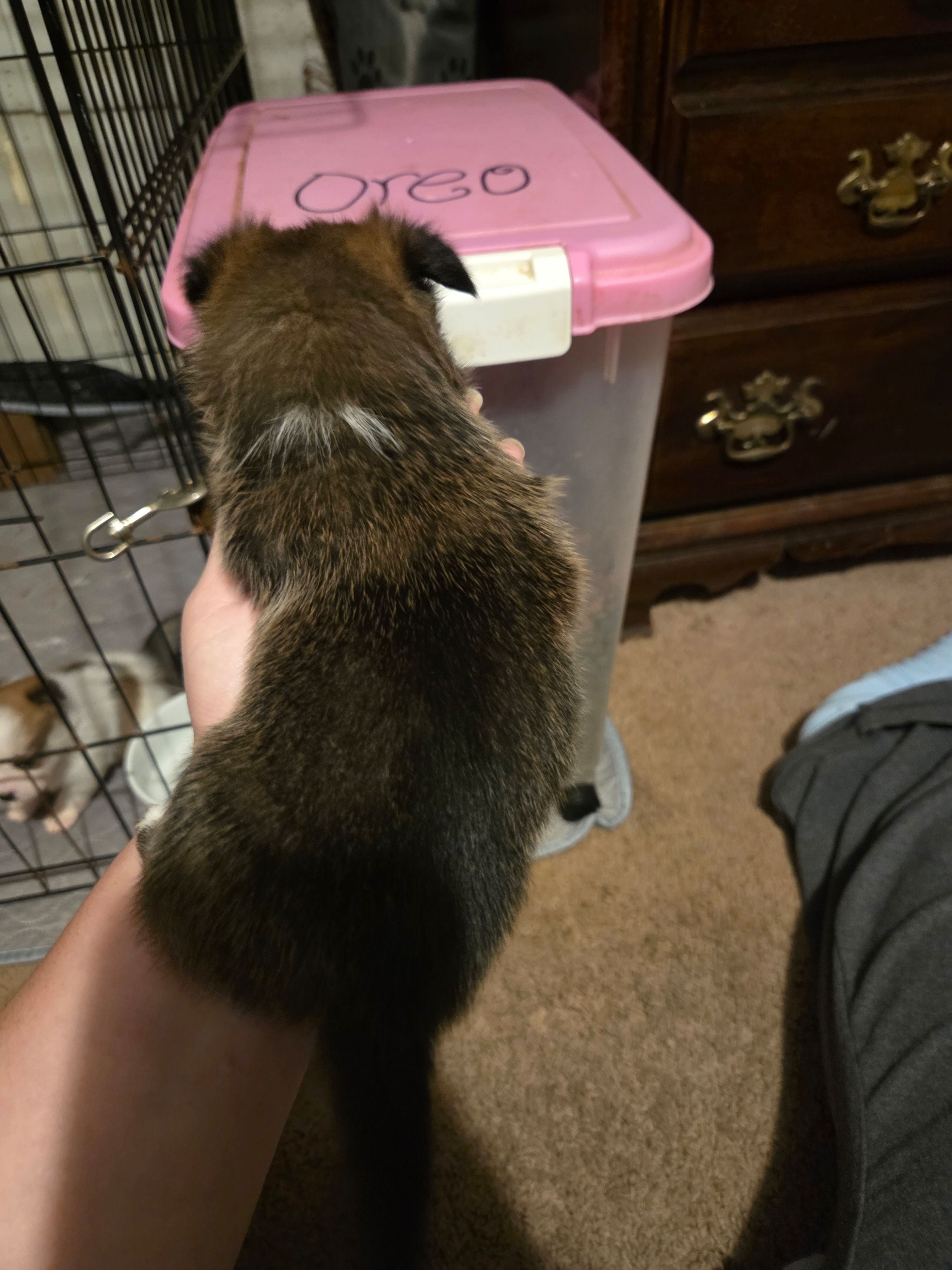 Girl, a female Pomeranian for sale in Winston-Salem, NC – Photo 2 of 3