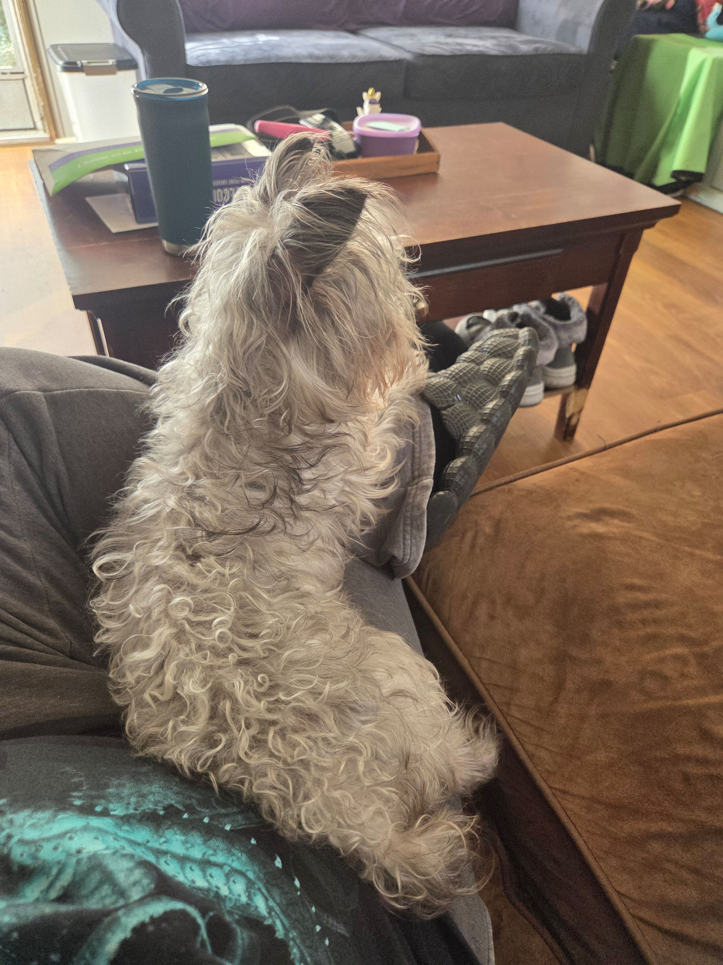 Bailey, a female Yorkshire Terrier for sale in Winston-Salem, NC – Photo 3 of 3