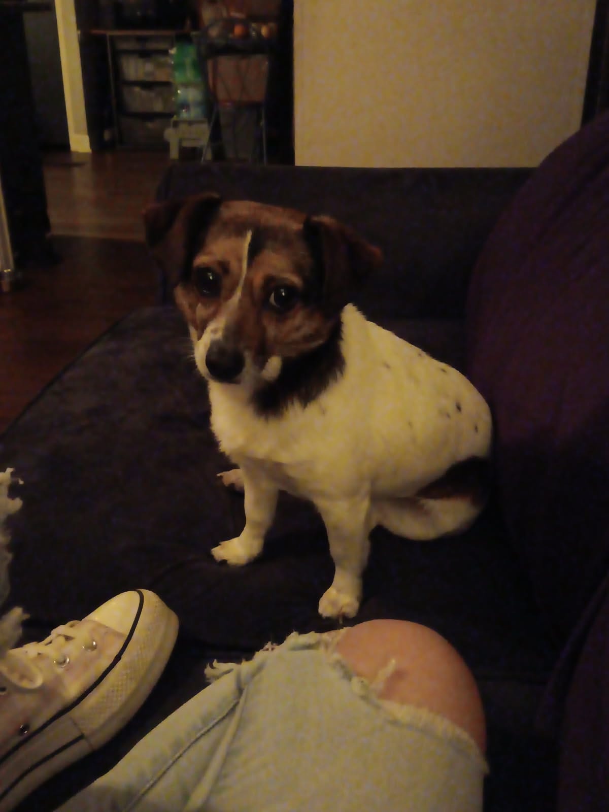 Sisters  – Chihuahua puppy for sale in Winston-Salem, NC