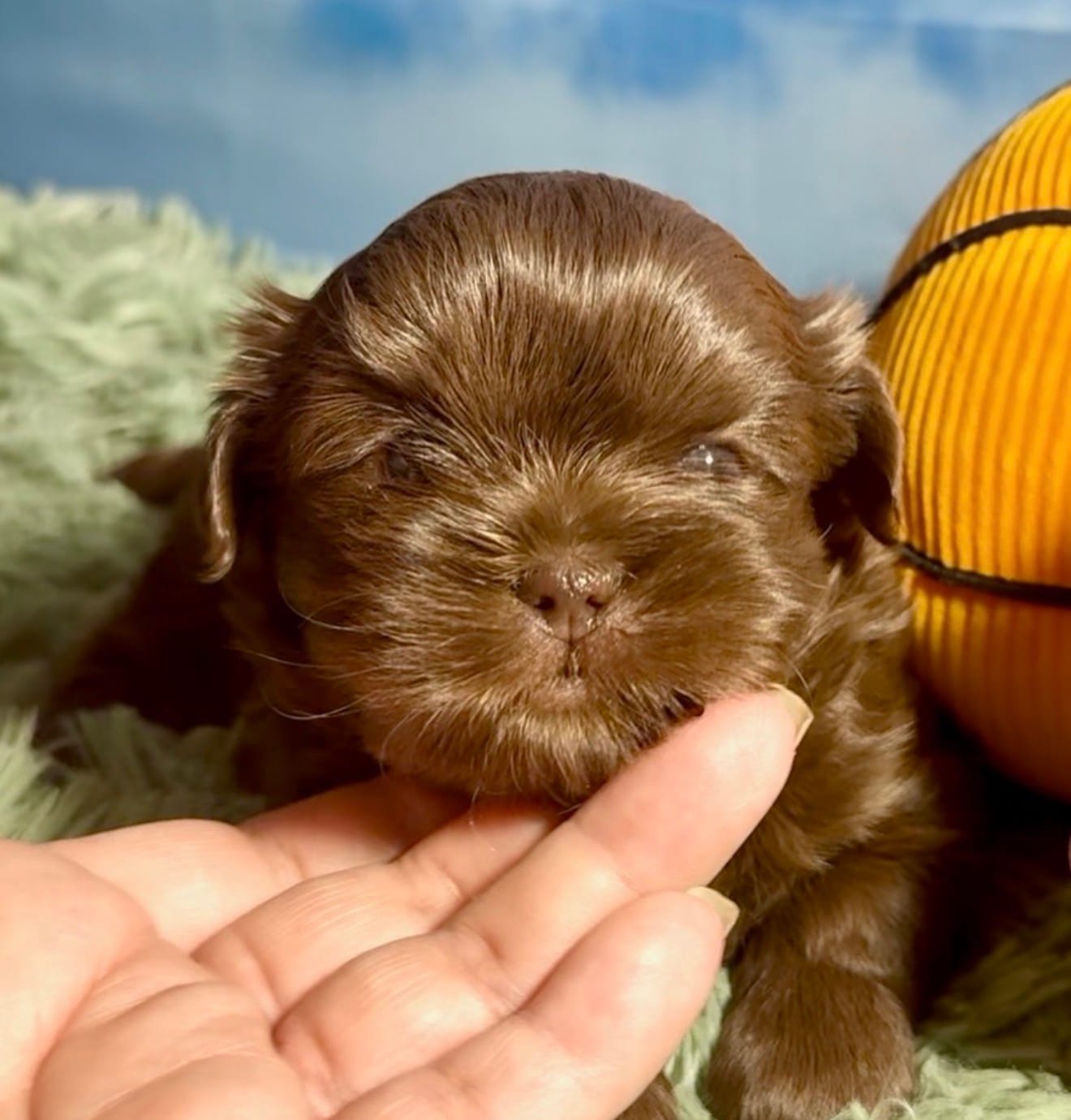 Milk chocolate  – Shih Tzu puppy for sale in Avondale, AZ