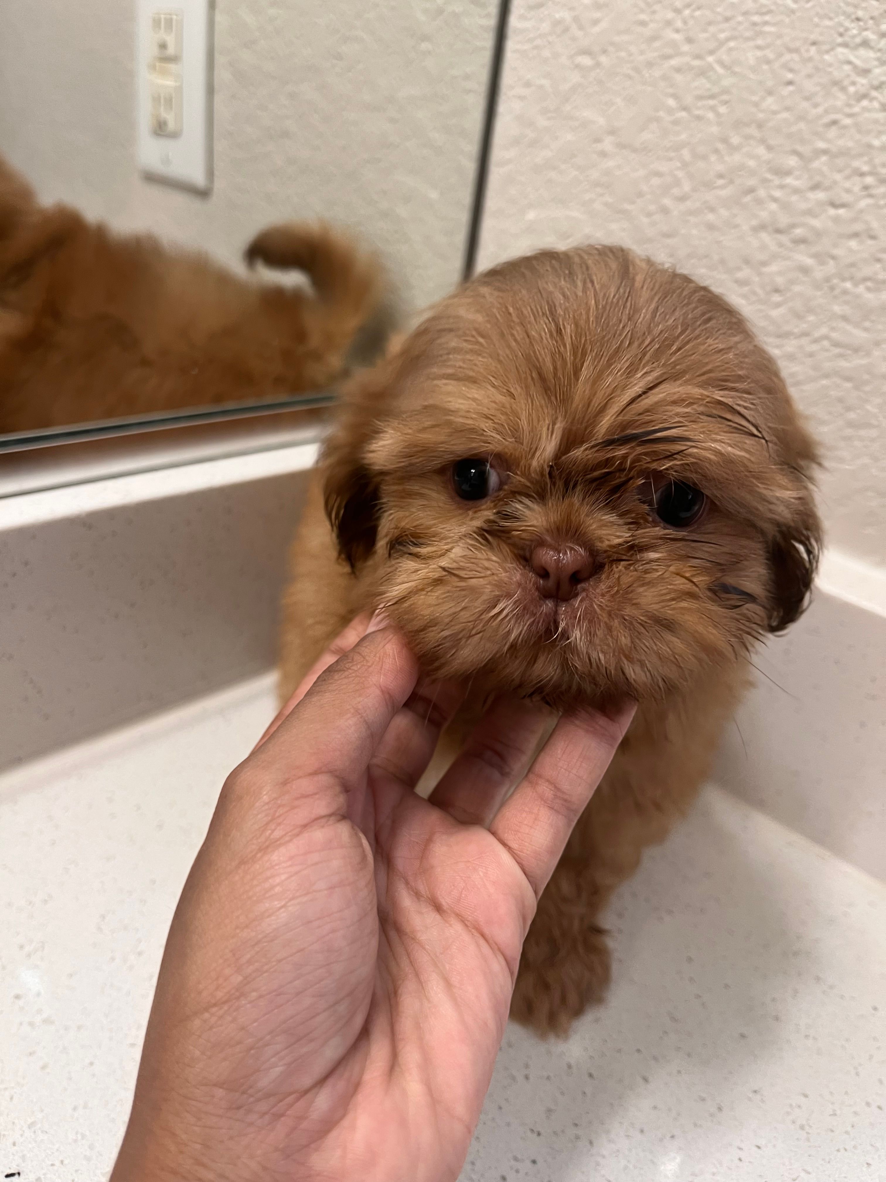 Carrot cake – Shih Tzu puppy for sale in Surprise, AZ