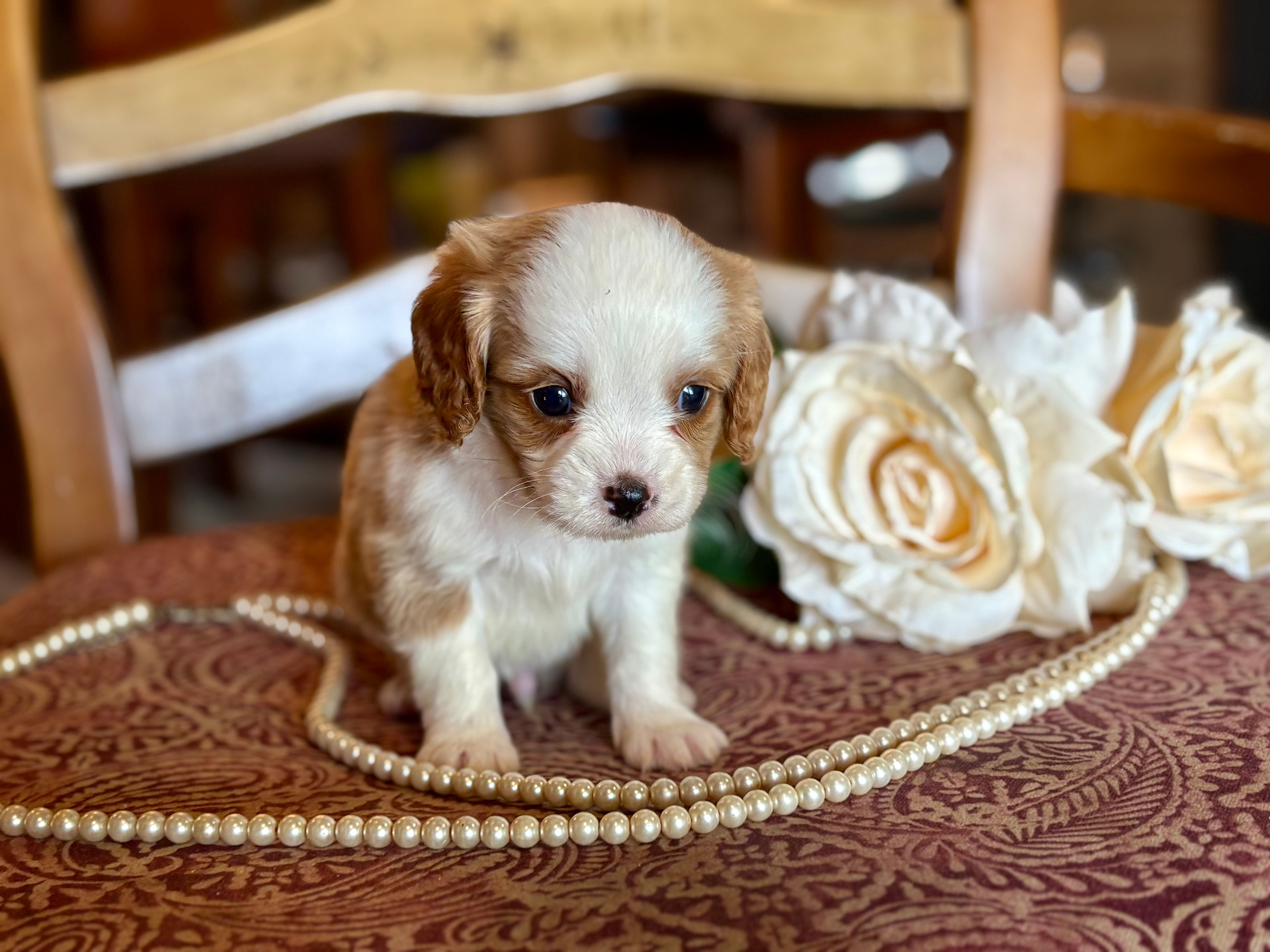 Bandit  – Cavapoo puppy for sale in Bowling Green, MO