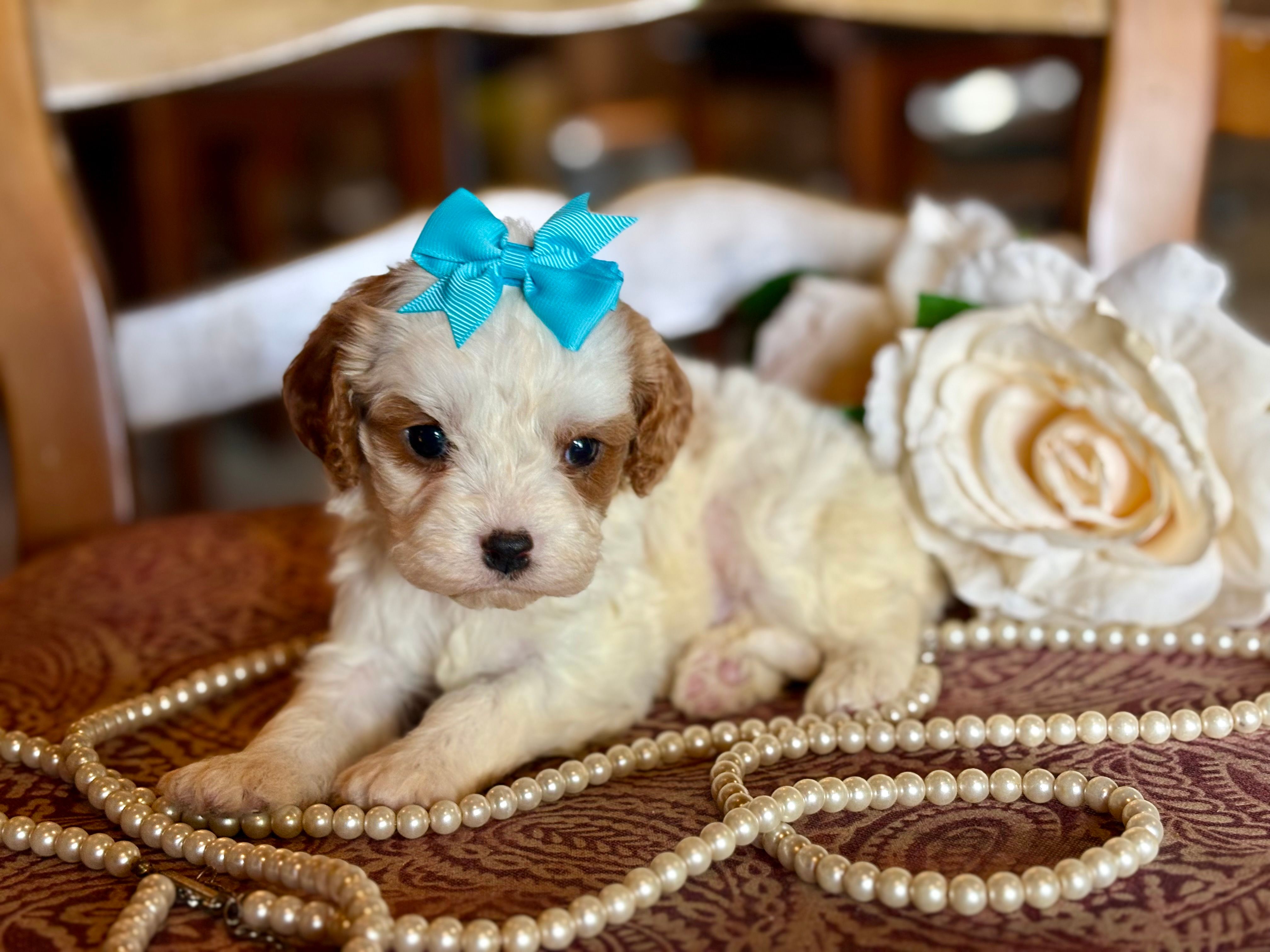 Coco – Cavapoo puppy for sale in Bowling Green, MO