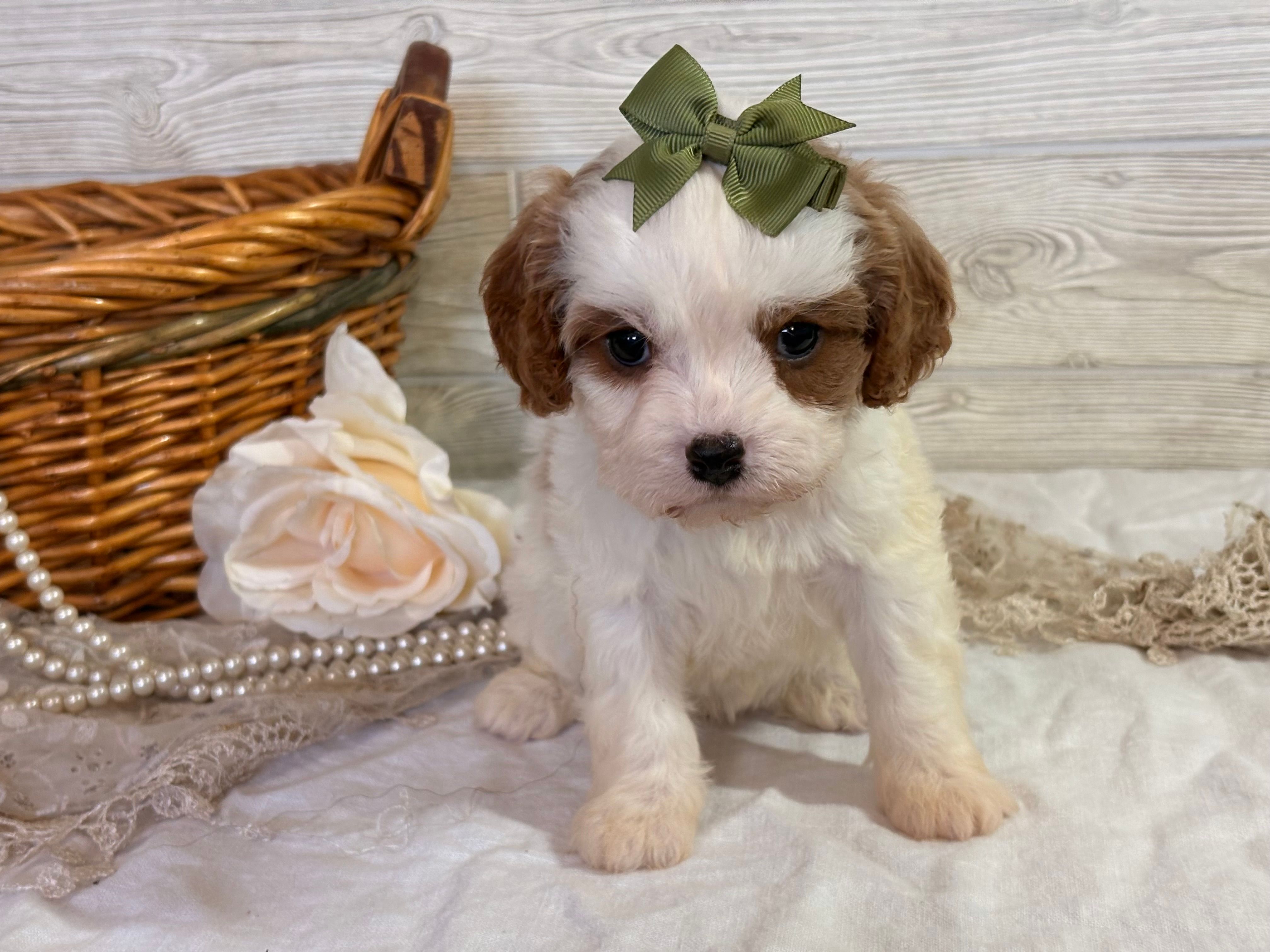Coco – Cavapoo puppy for sale in Bowling Green, MO