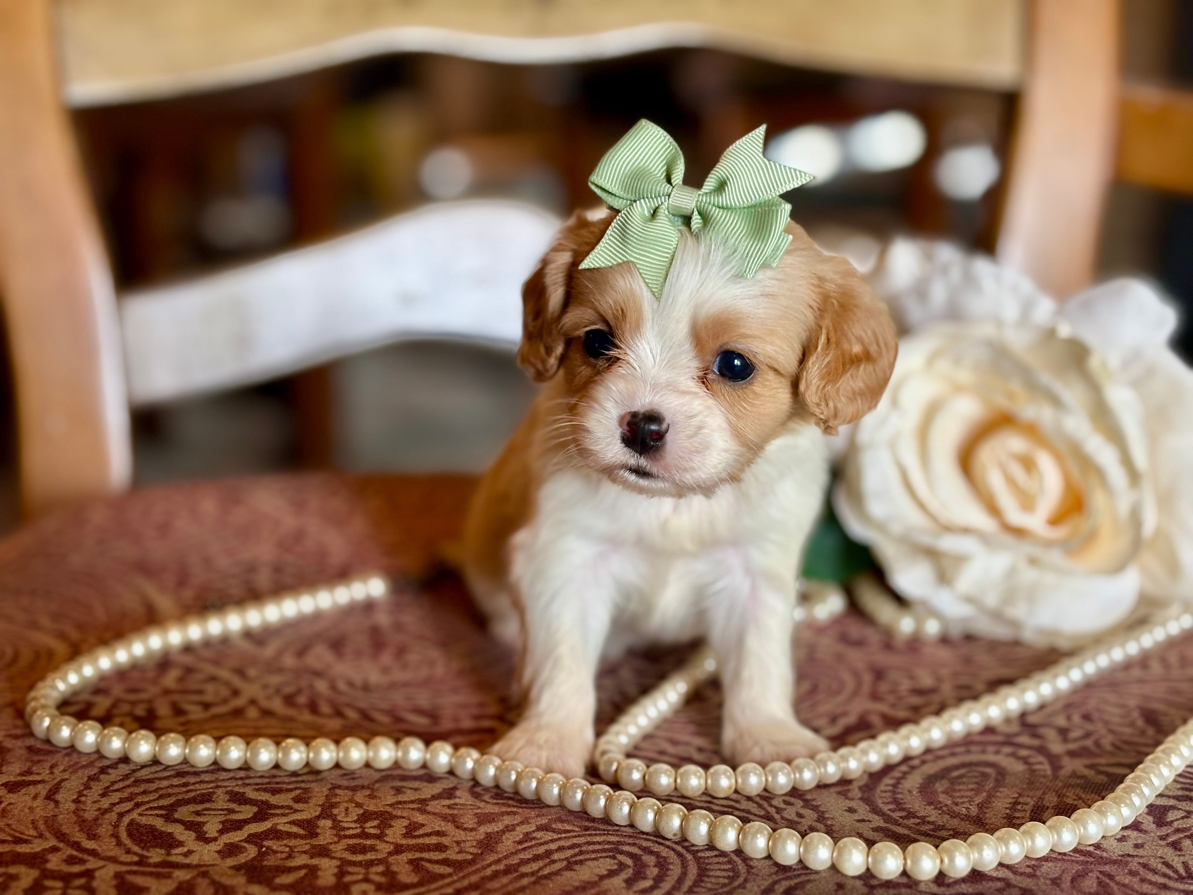 Cece – Cavapoo puppy for sale in Bowling Green, MO