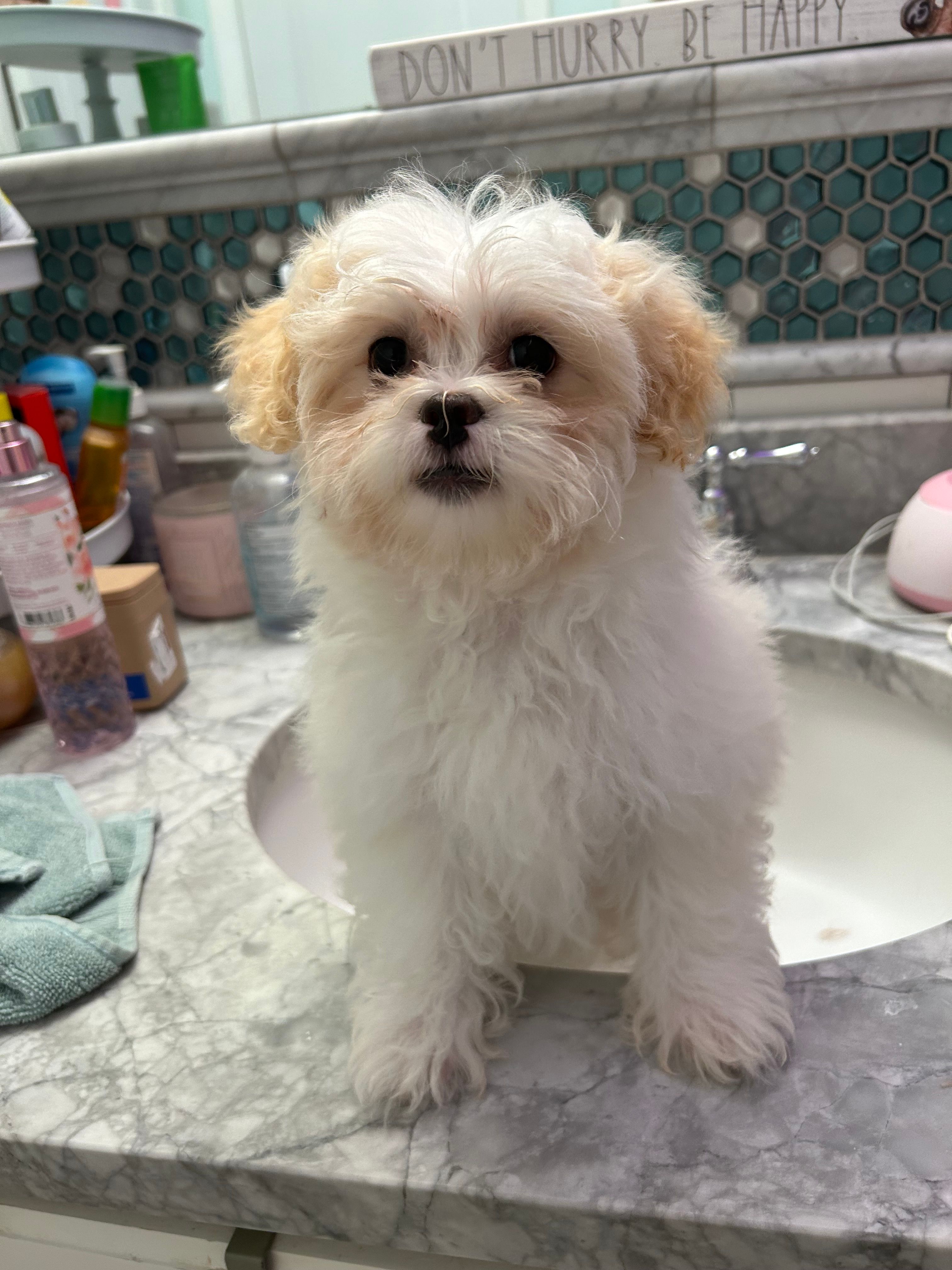 Cypress  – Bichon Frise, Shih Tzu puppy for sale in Lexington, KY