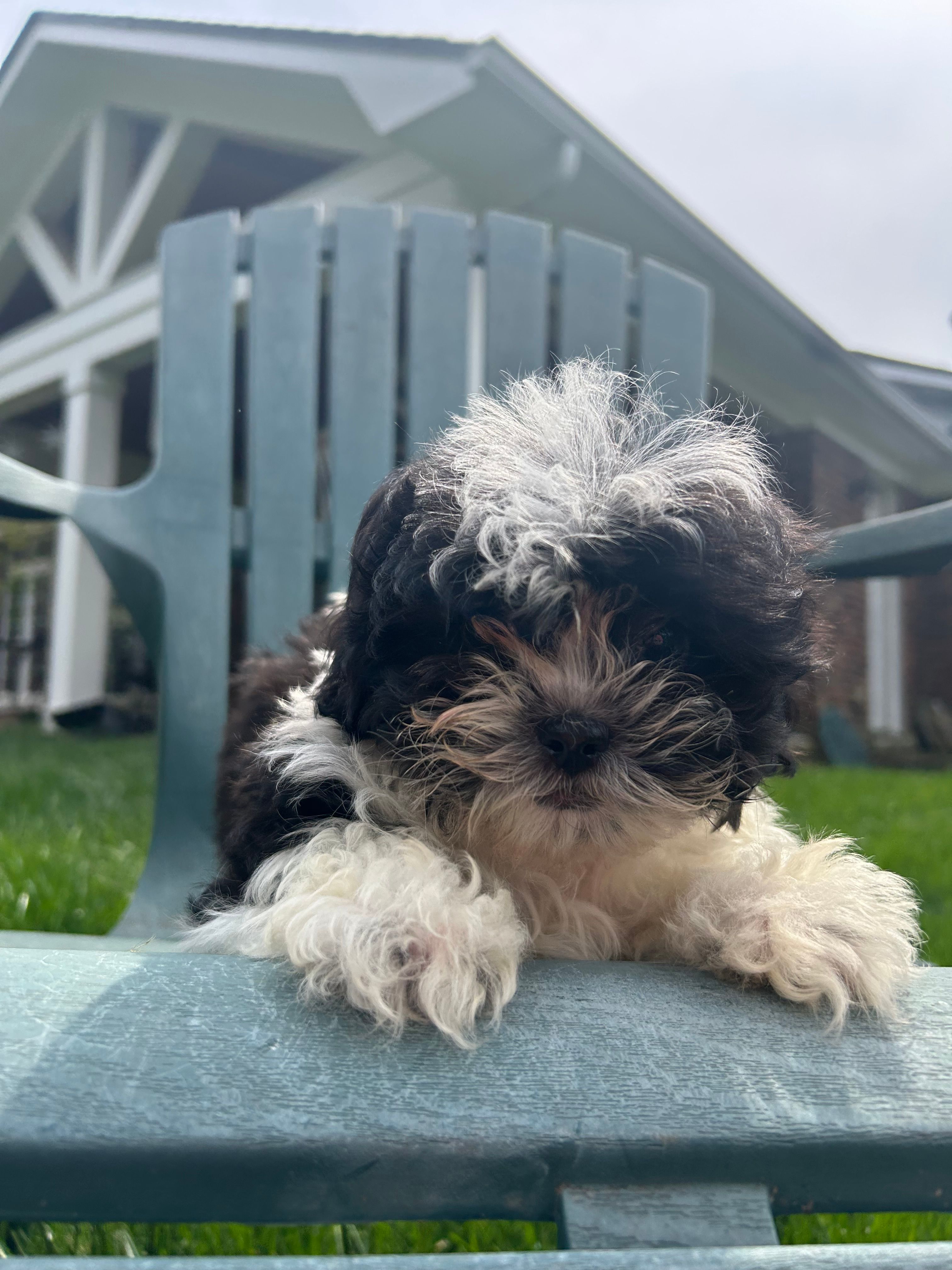 Poppy – Bichon Frise, Shih Tzu puppy for sale in Lexington, KY