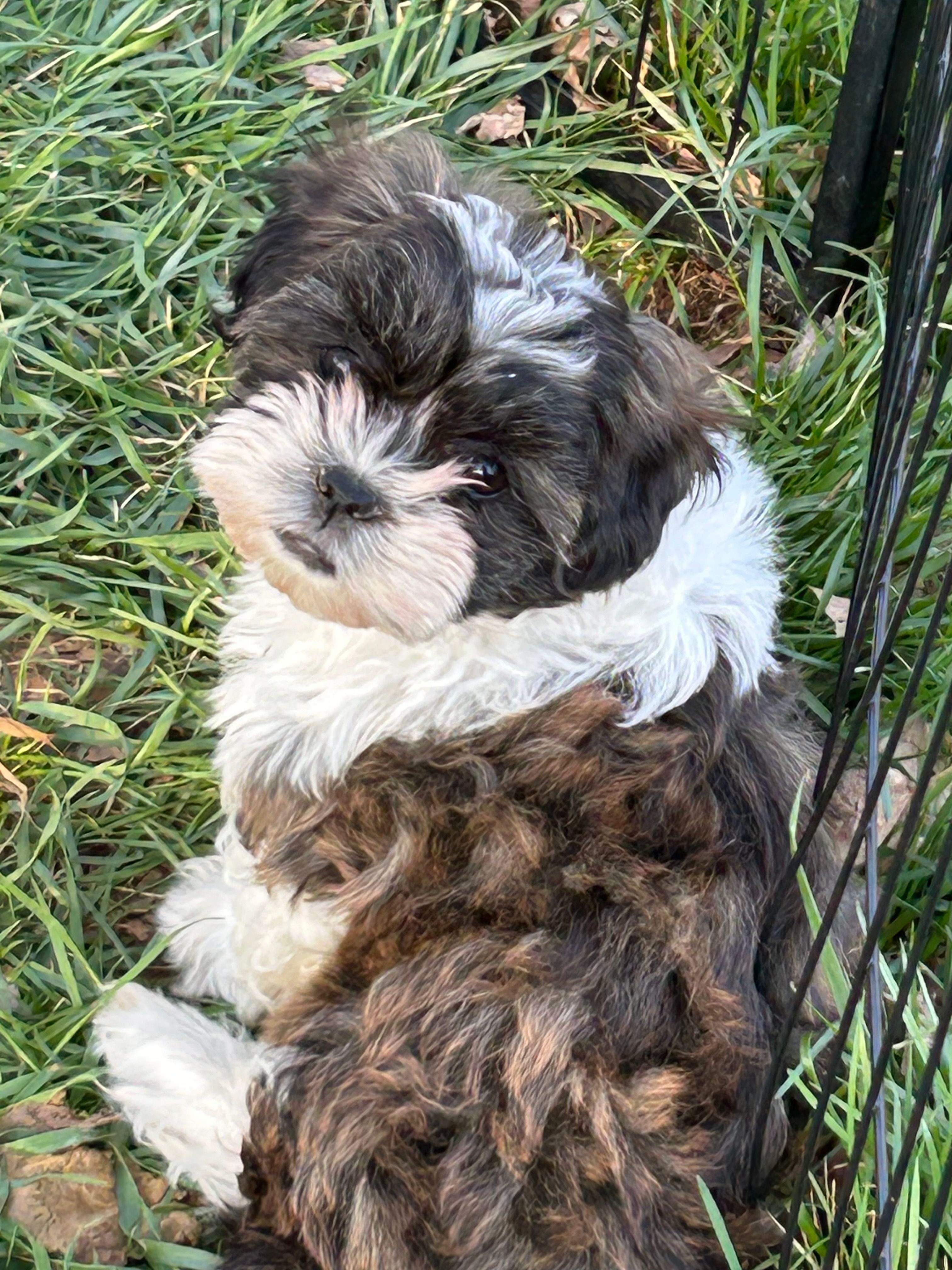 Mopsy – Bichon Frise, Shih Tzu puppy for sale in Lexington, KY