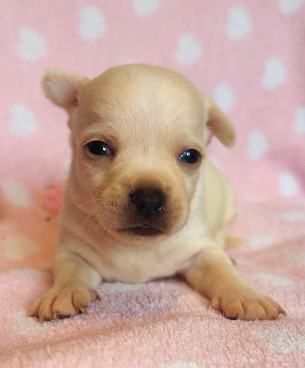Boujee  – Chihuahua puppy for sale in Vilonia, AR
