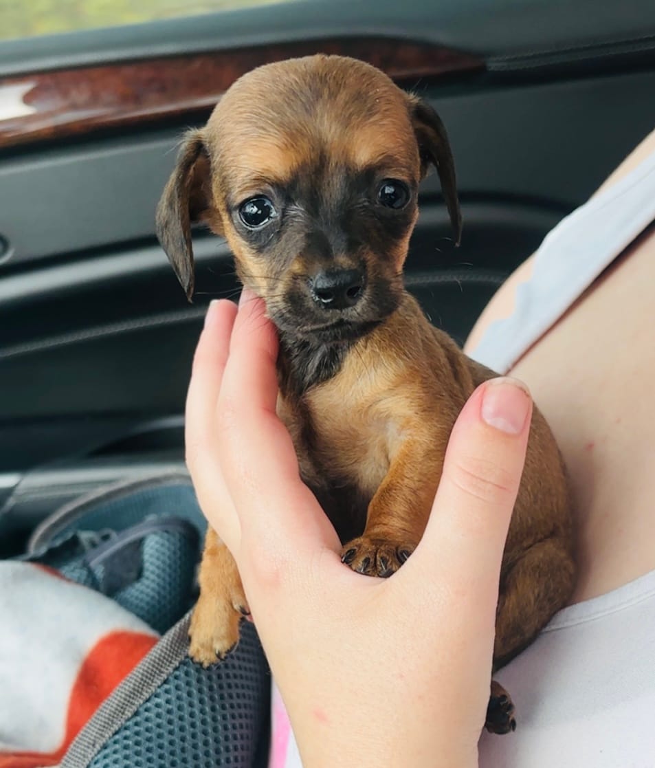 Sausage  – Miniature Dachshund puppy for sale in Vilonia, AR
